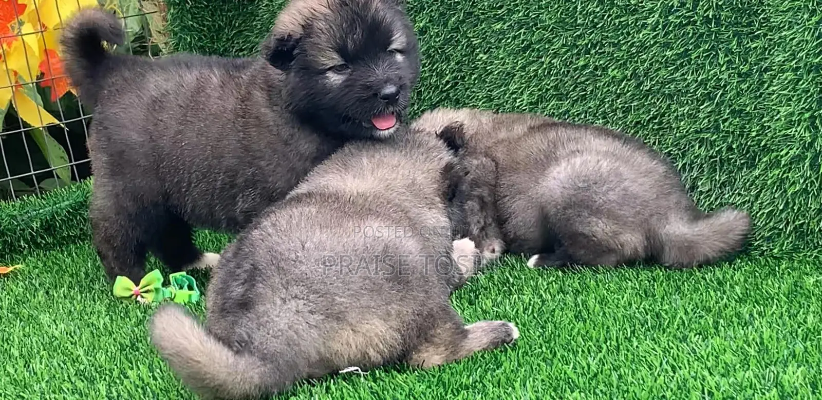 1-3 months Male Purebred Caucasian Shepherd