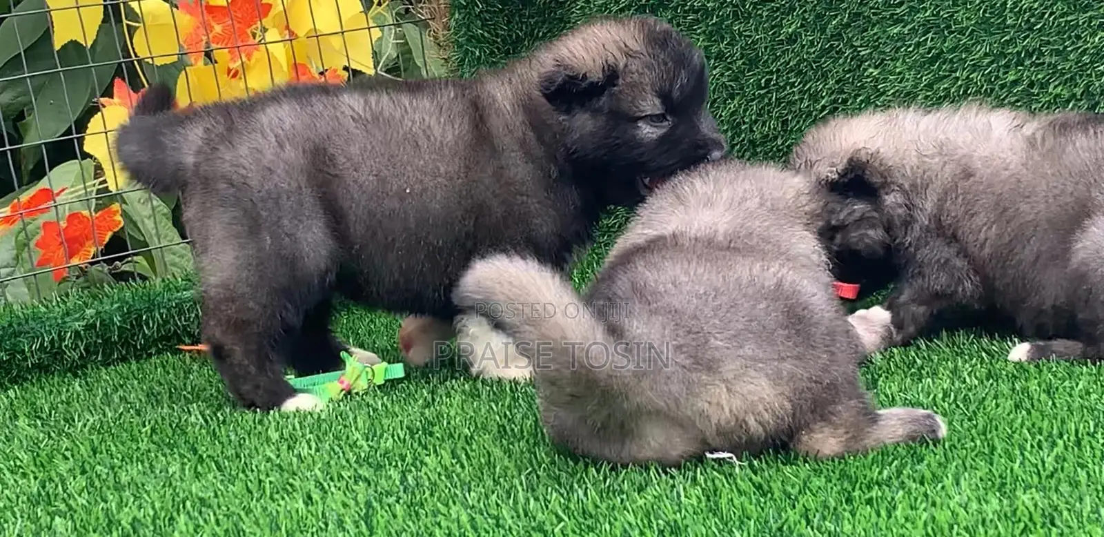 1-3 months Male Purebred Caucasian Shepherd
