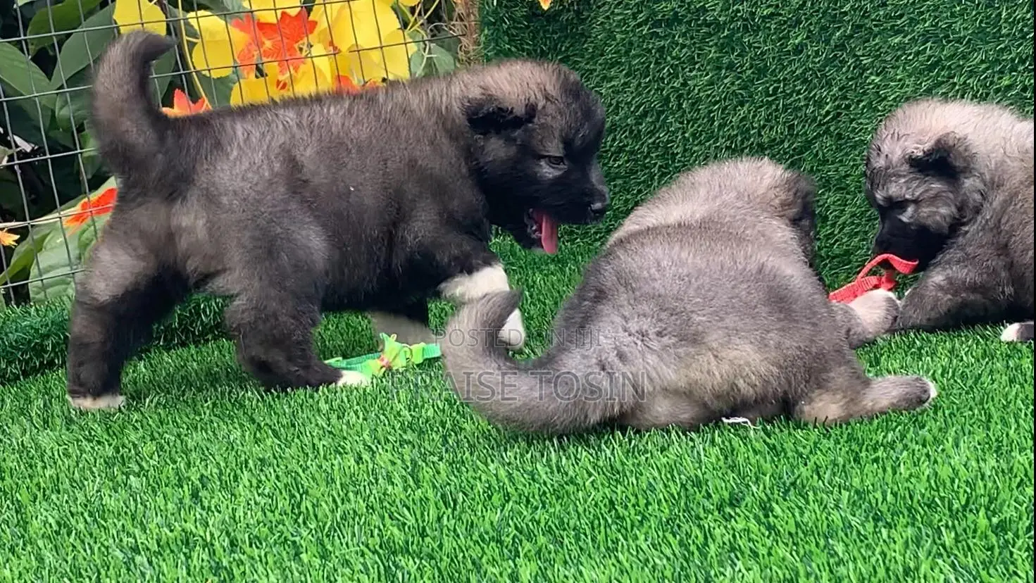 1-3 months Male Purebred Caucasian Shepherd