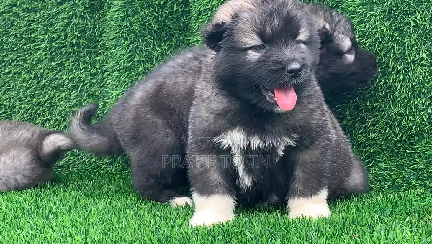 1-3 months Male Purebred Caucasian Shepherd