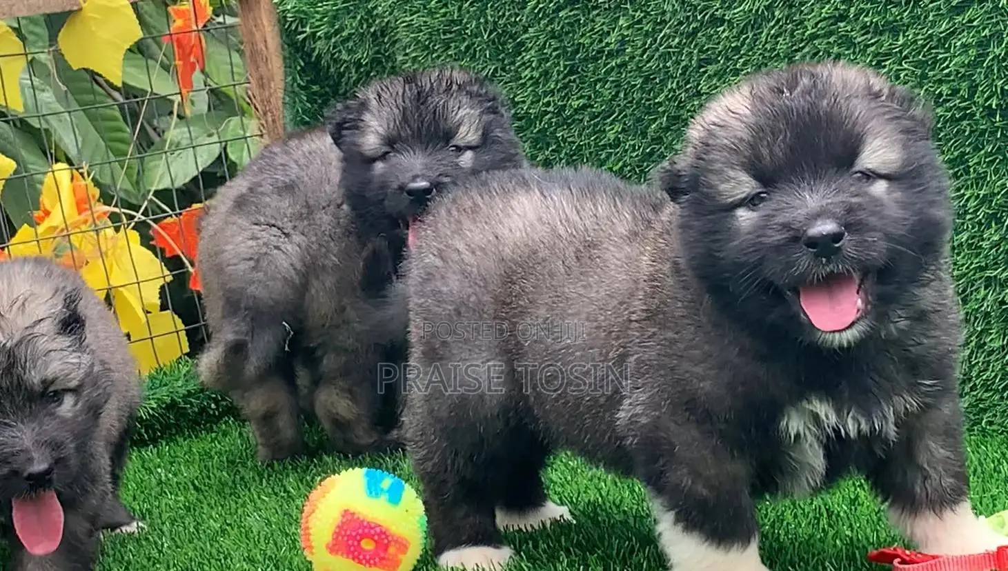 1-3 months Male Purebred Caucasian Shepherd