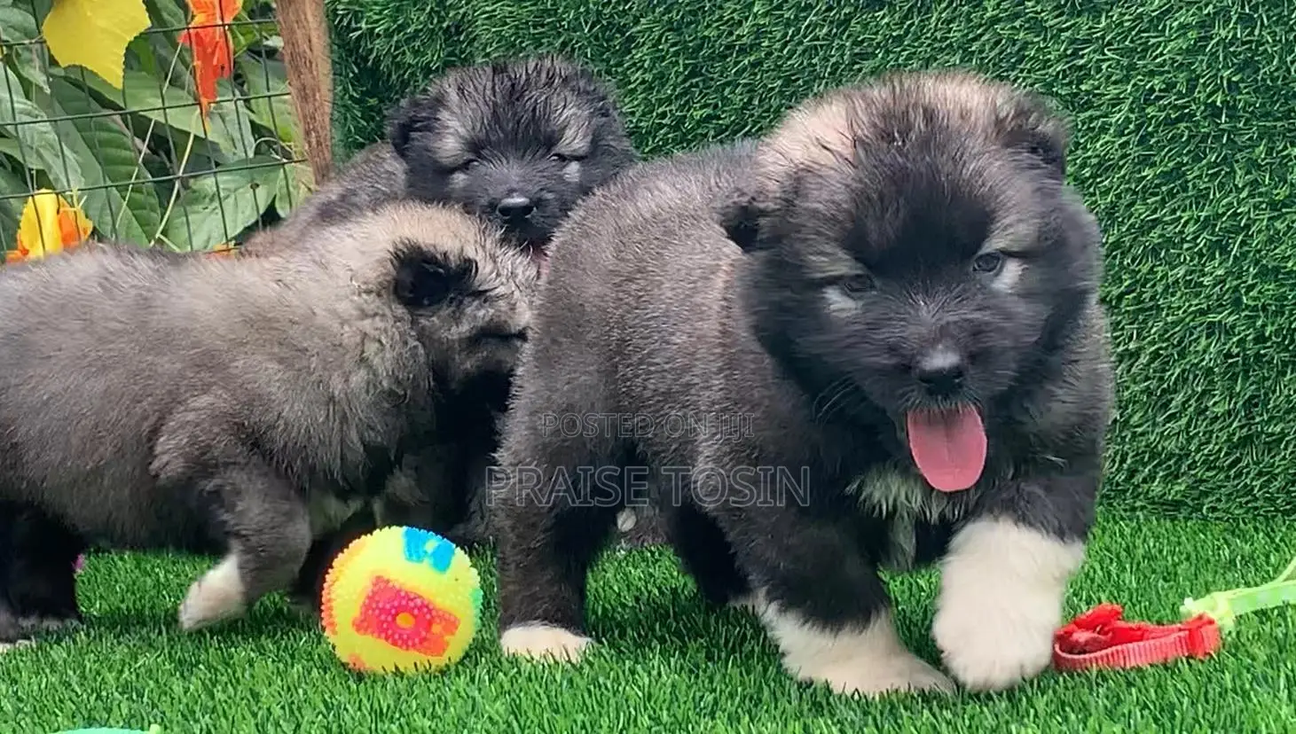 1-3 months Male Purebred Caucasian Shepherd