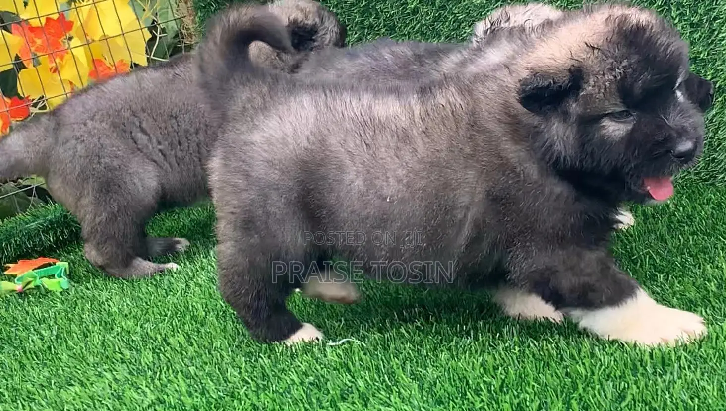 1-3 months Male Purebred Caucasian Shepherd