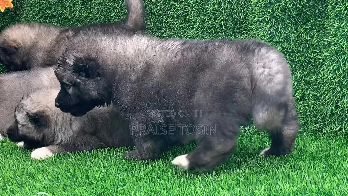 1-3 months Male Purebred Caucasian Shepherd