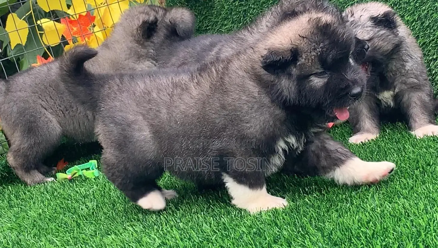 1-3 months Male Purebred Caucasian Shepherd