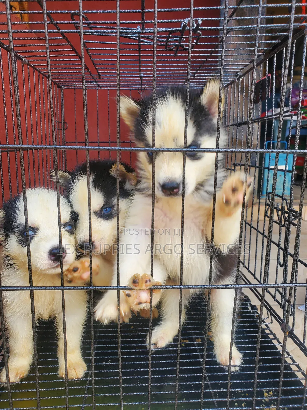 1-3 months Female Purebred Siberian Husky