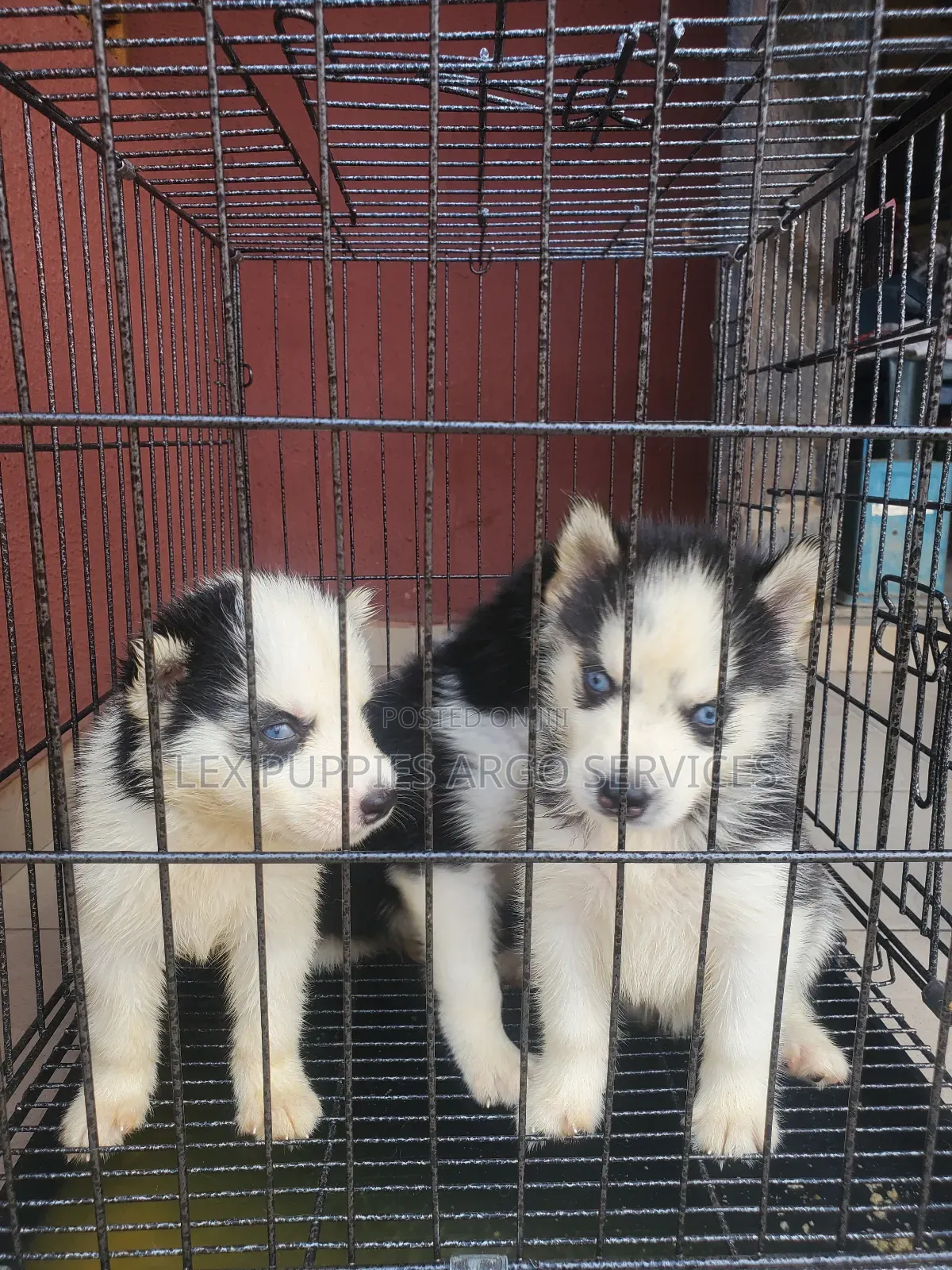 1-3 months Female Purebred Siberian Husky