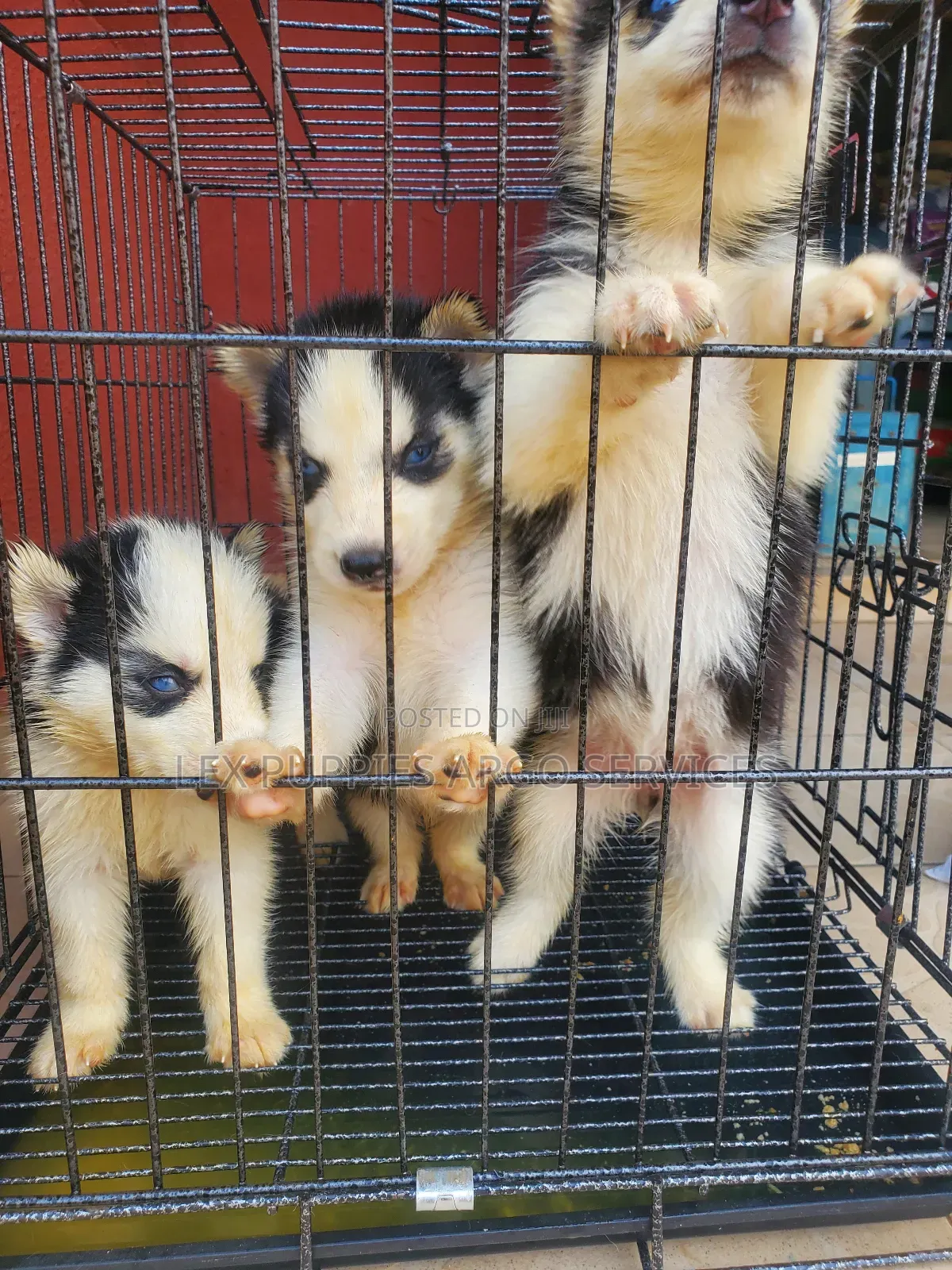 1-3 months Female Purebred Siberian Husky