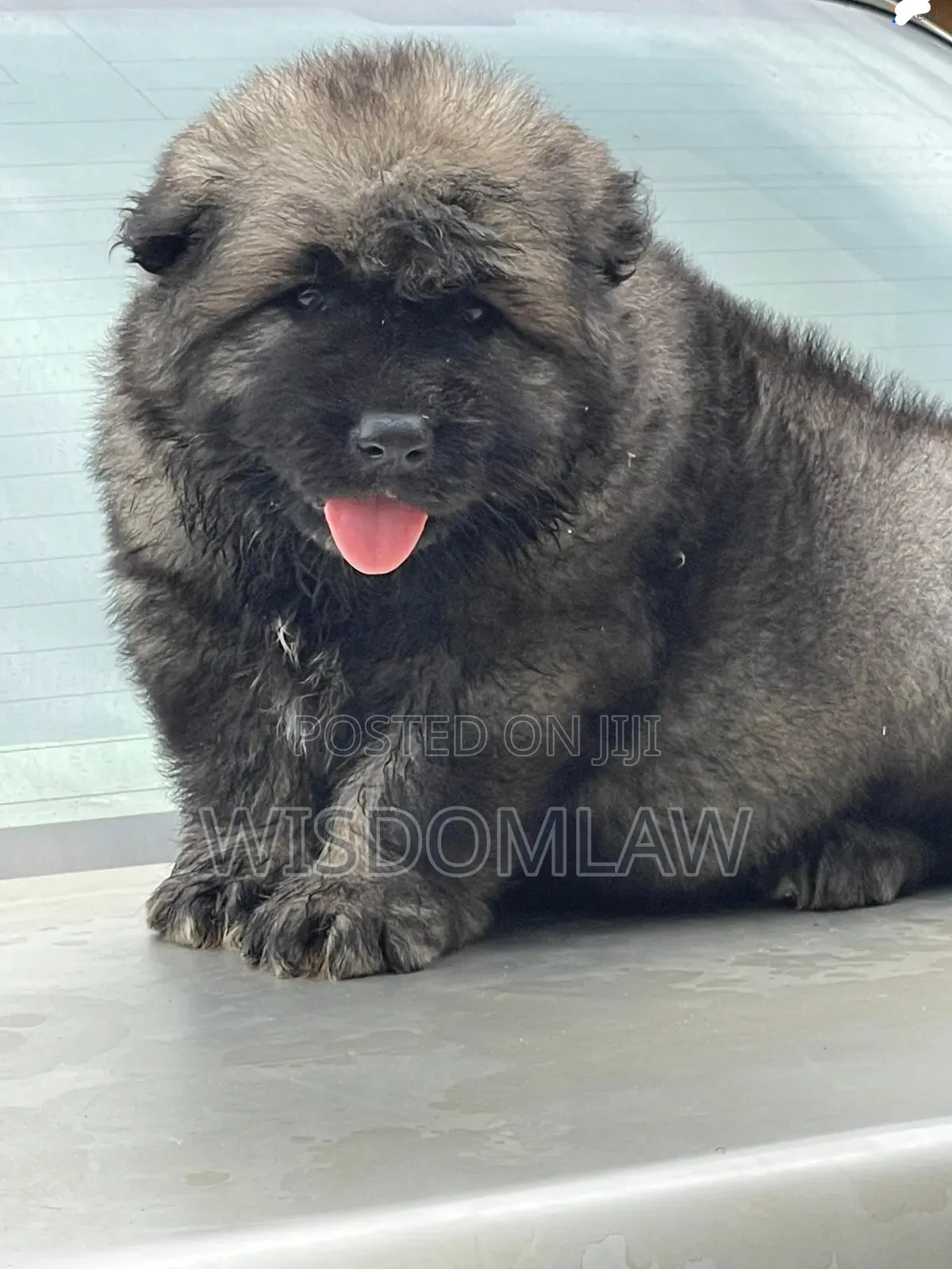 1-3 months Male Purebred Caucasian Shepherd