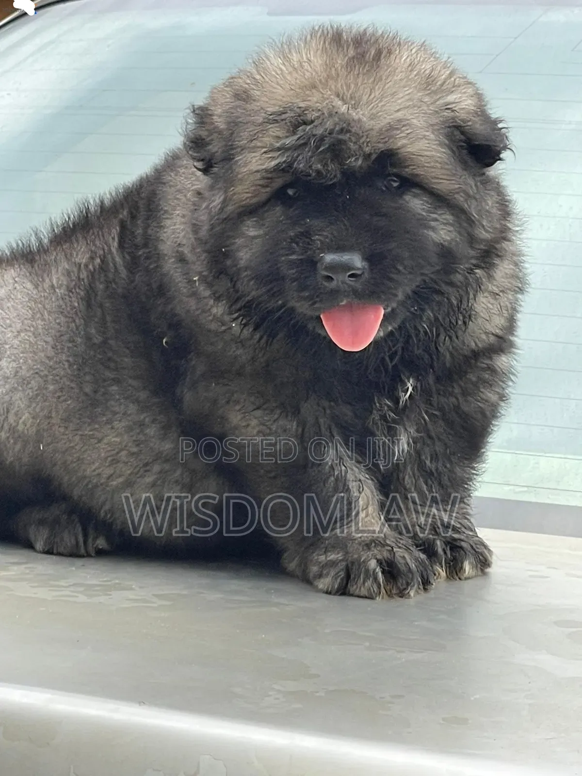 1-3 months Male Purebred Caucasian Shepherd