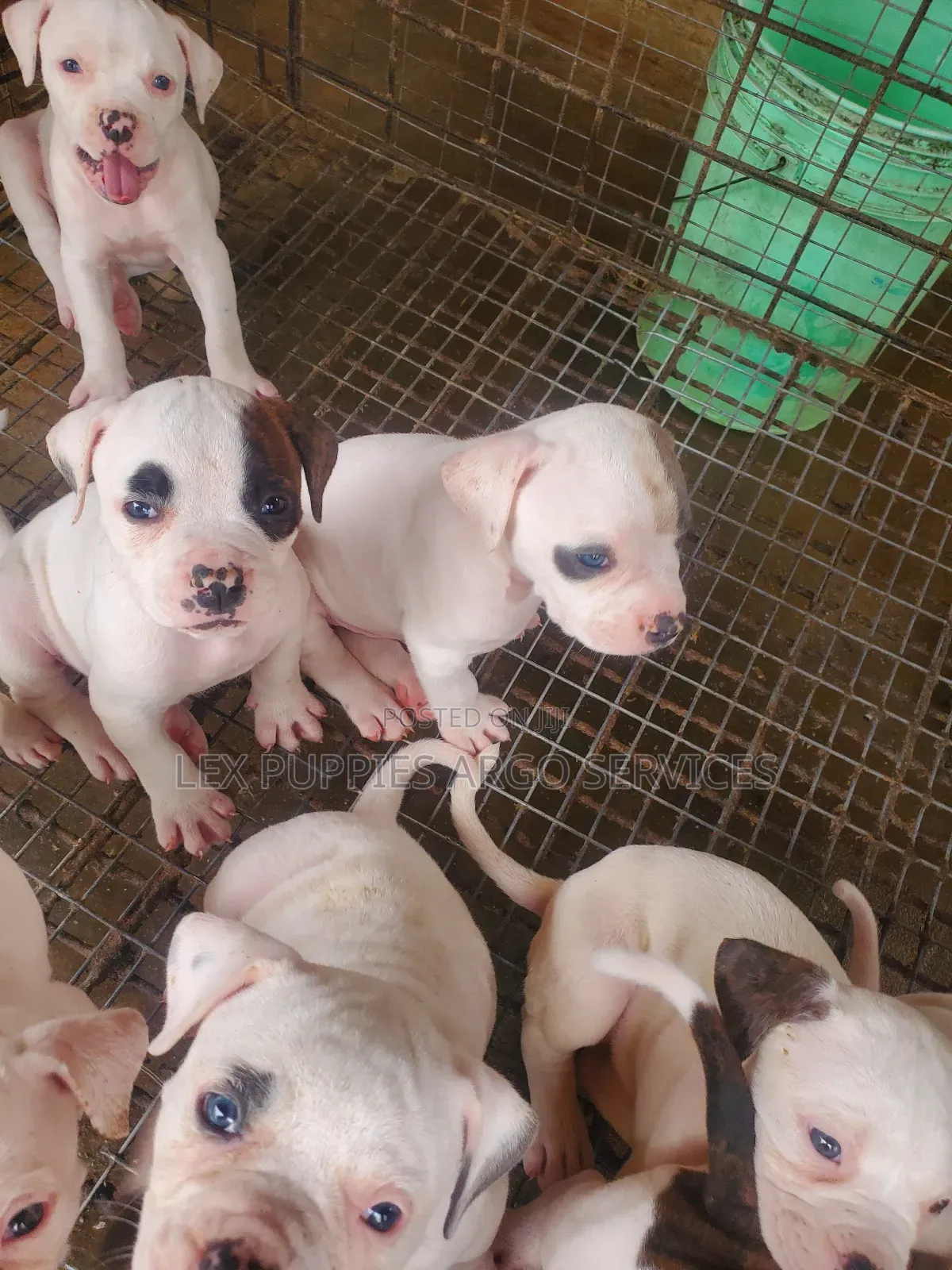 1-3 months Female Purebred American Bulldog