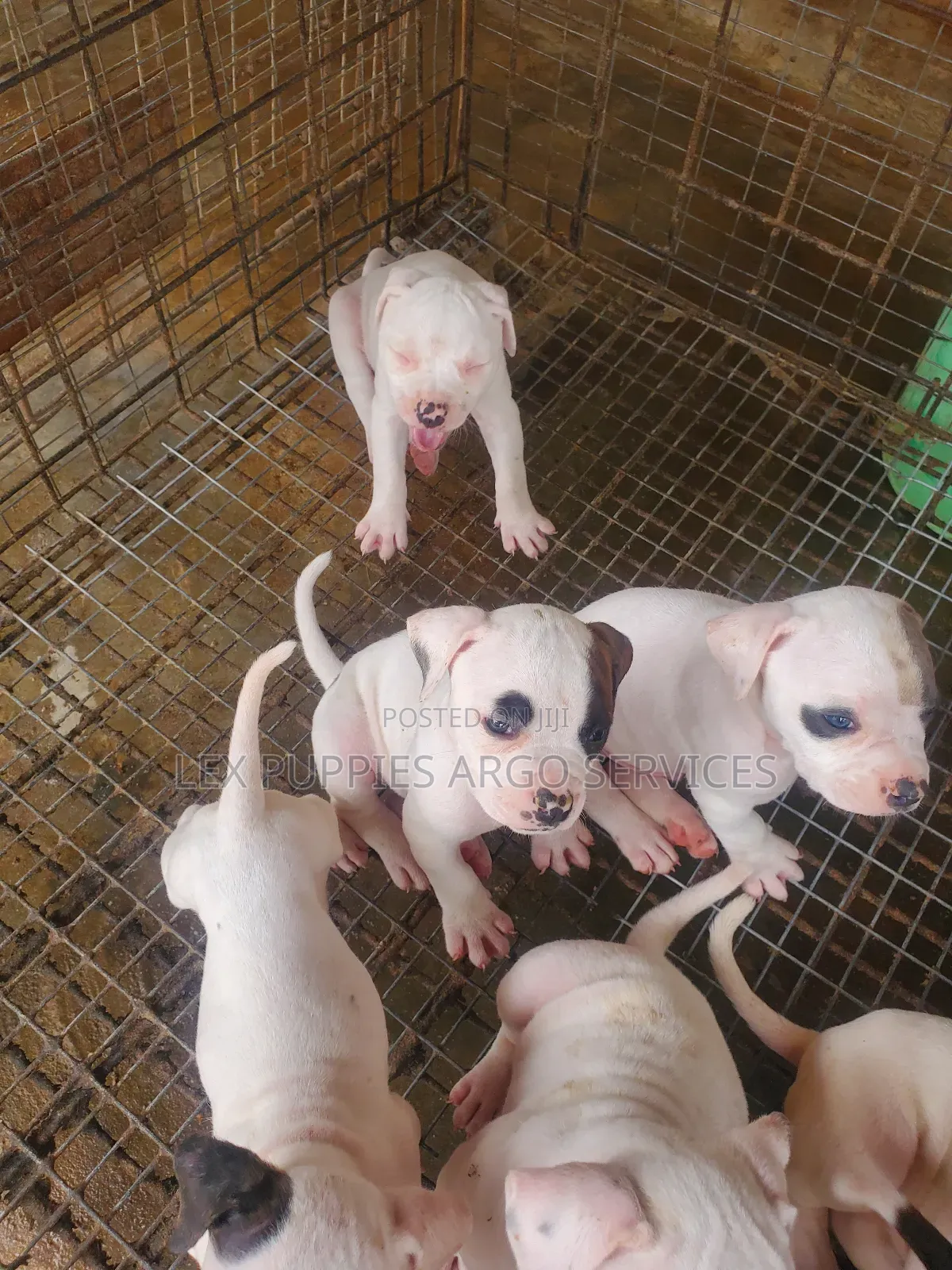 1-3 months Female Purebred American Bulldog