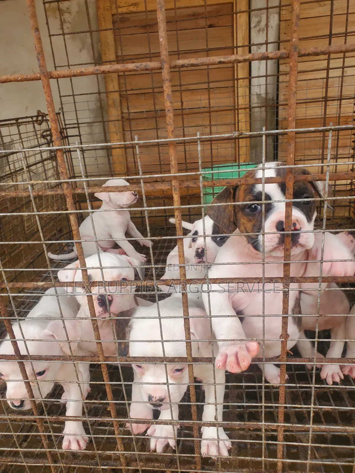 1-3 months Female Purebred American Bulldog