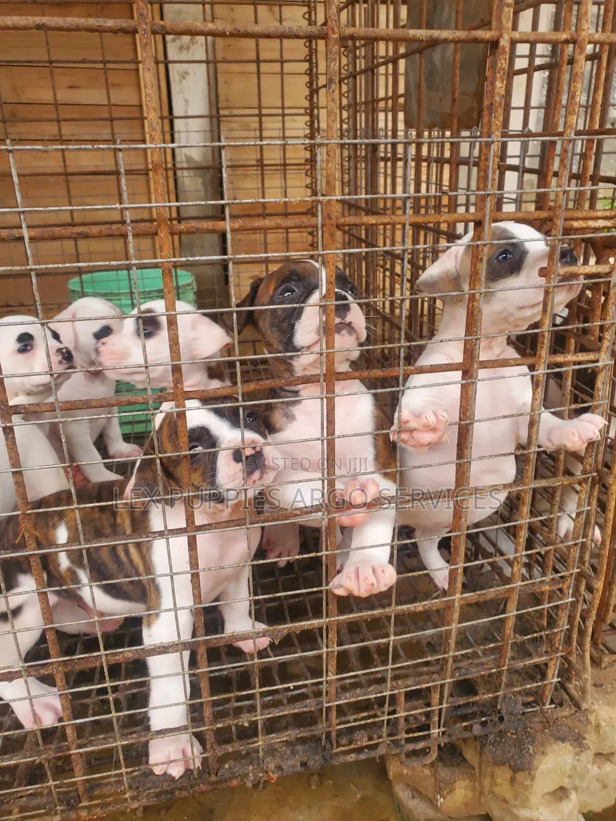 1-3 months Female Purebred American Bulldog