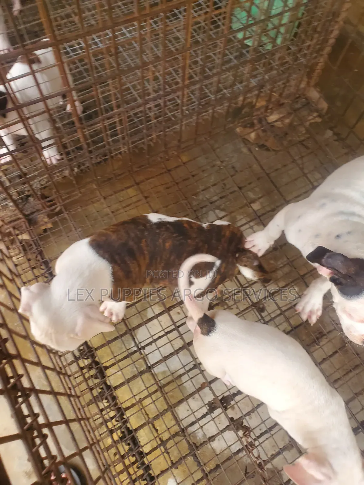 1-3 months Female Purebred American Bulldog