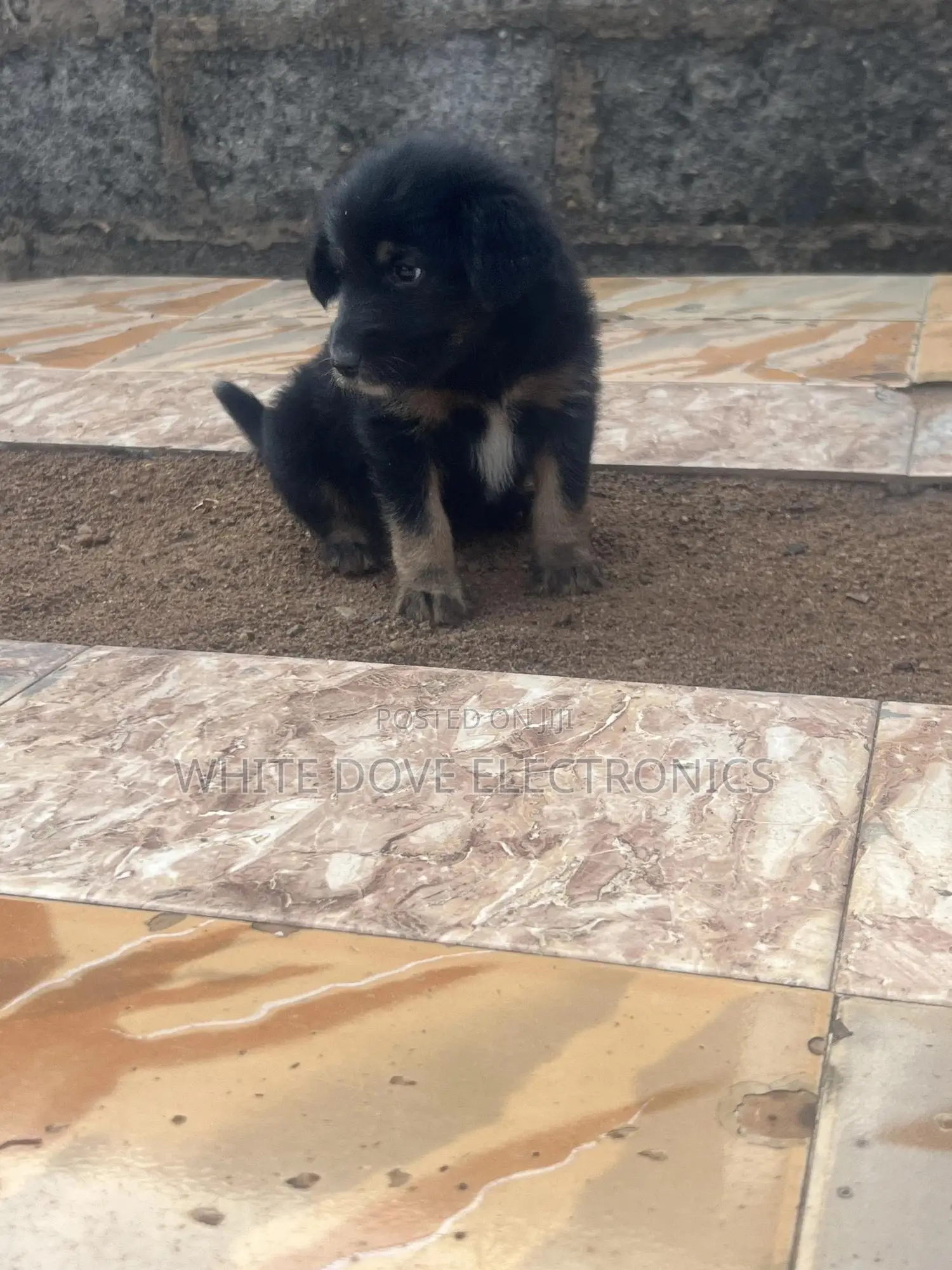 1-3 months Female Purebred German Shepherd