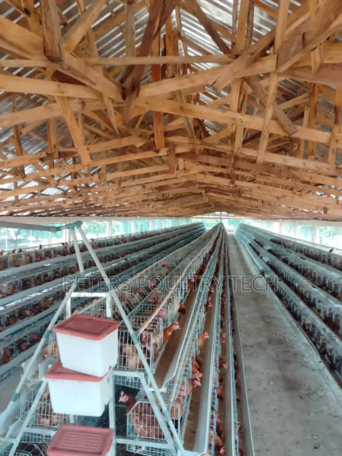 Poultry Battery Cage