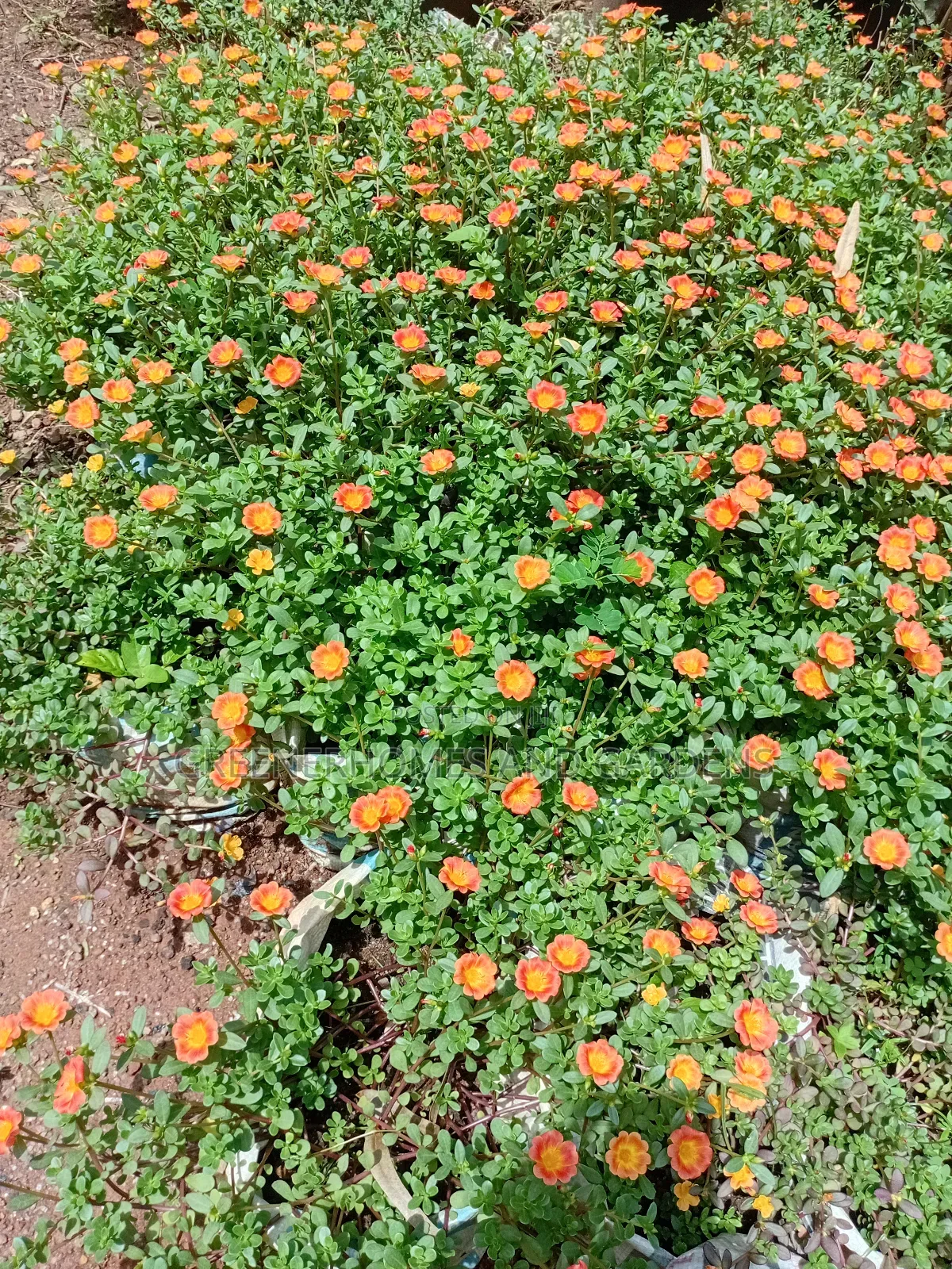 Portulaca Flowers