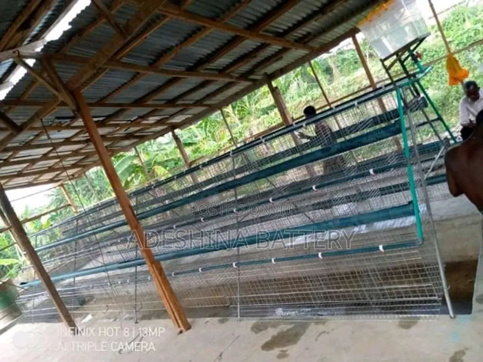 96birds and 120 Capacities of Battery Cages