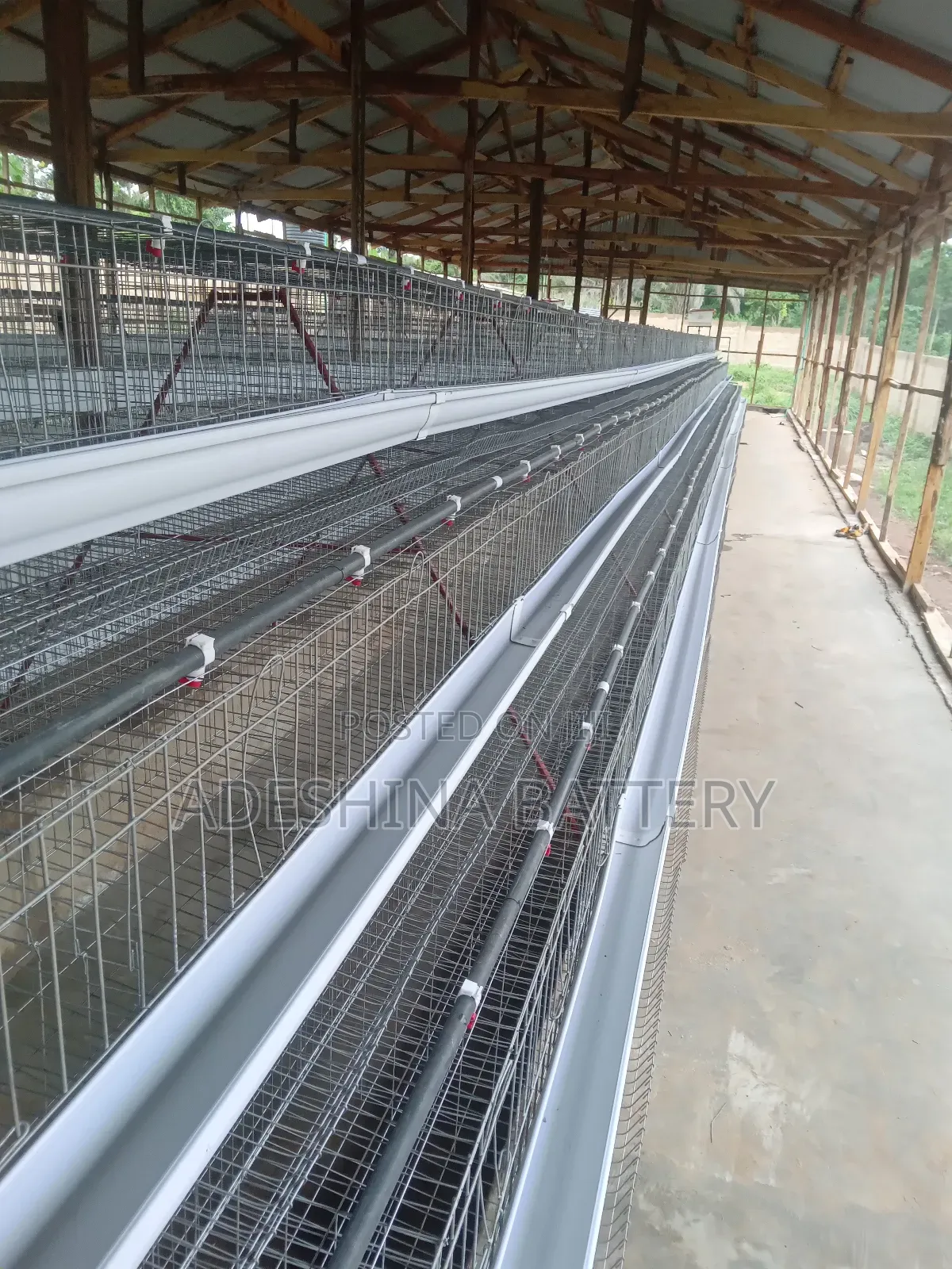 96birds and 120 Capacities of Battery Cages