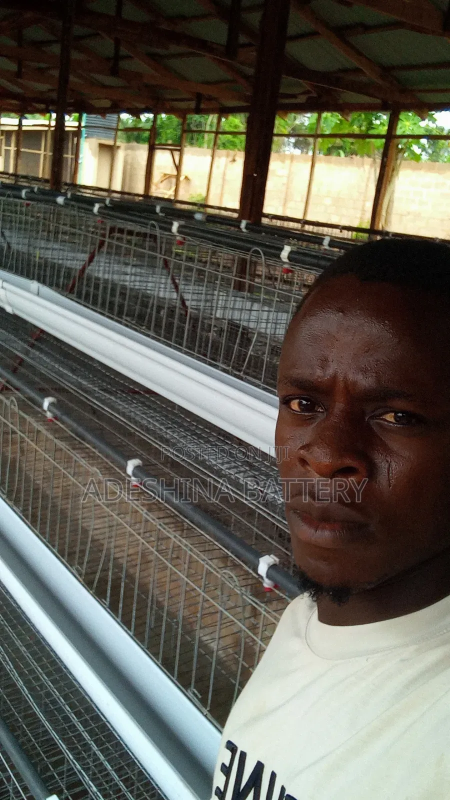 96birds and 120 Capacities of Battery Cages