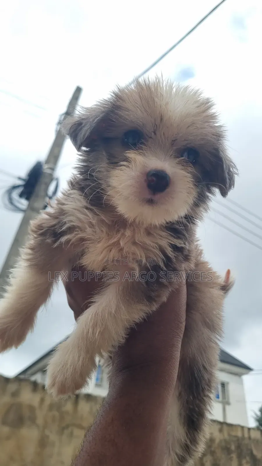 1-3 months Female Purebred Lhasa Apso