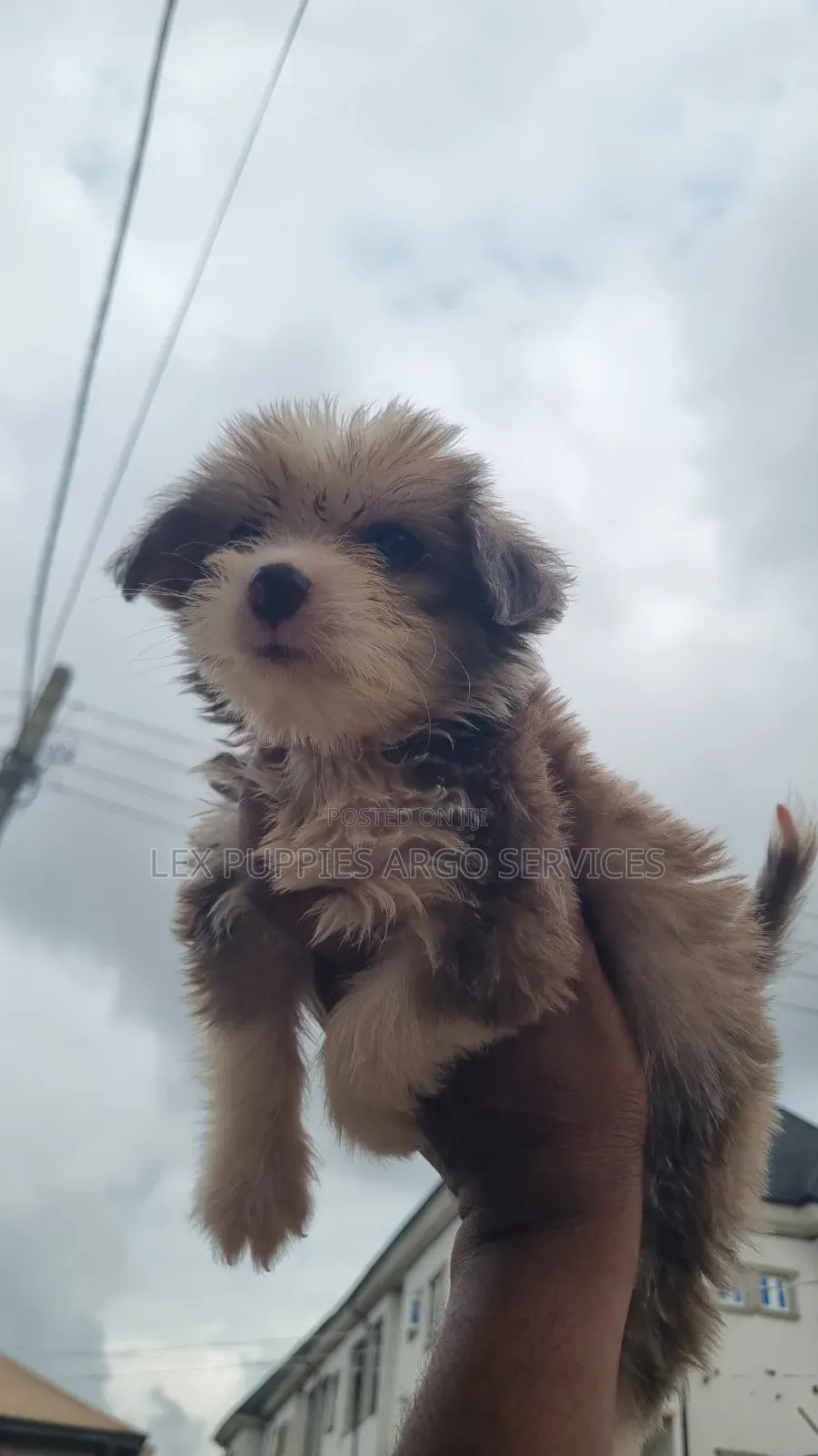1-3 months Female Purebred Lhasa Apso