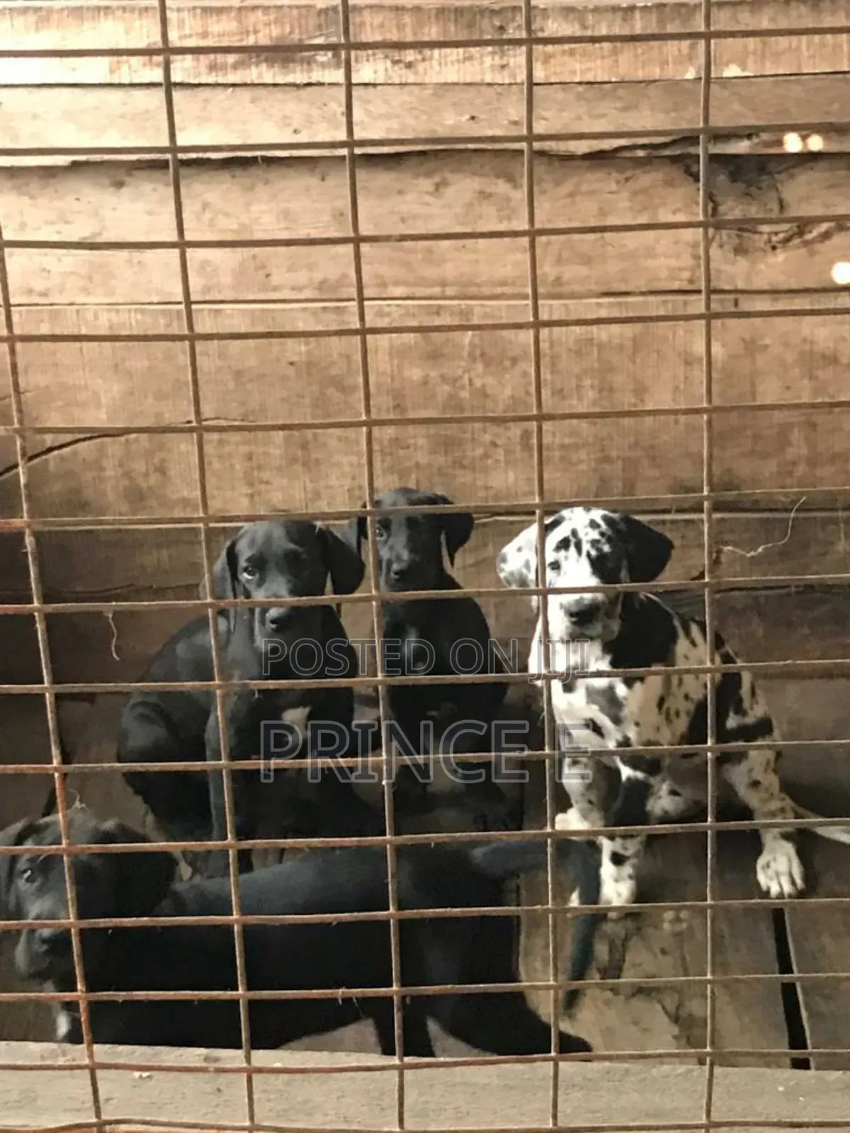 1-3 months Male Purebred Great Dane