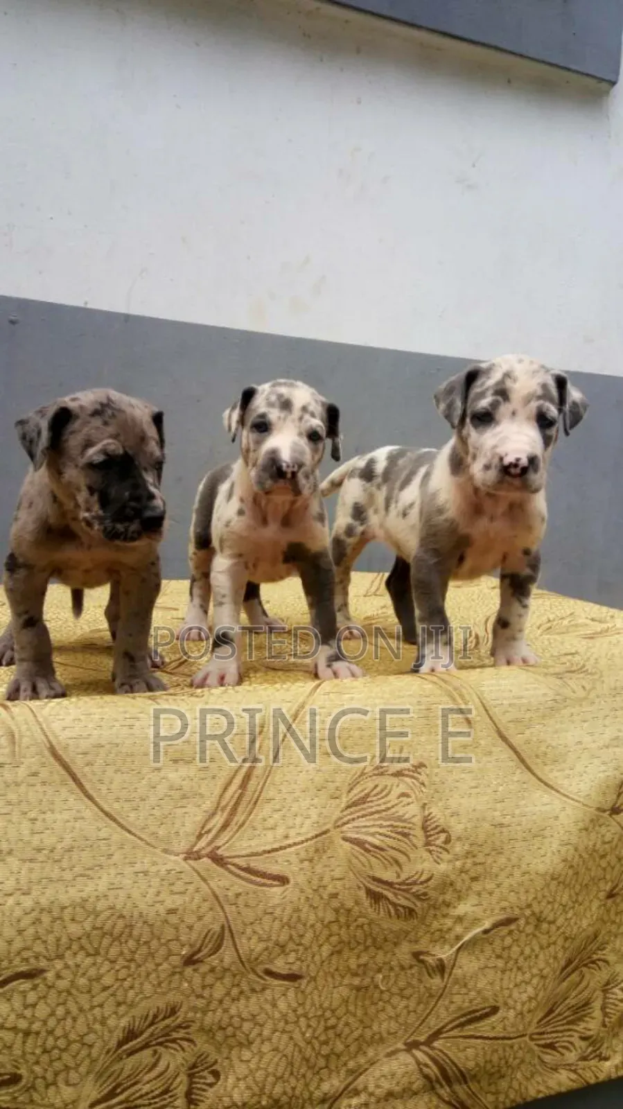 1-3 months Female Purebred Great Dane