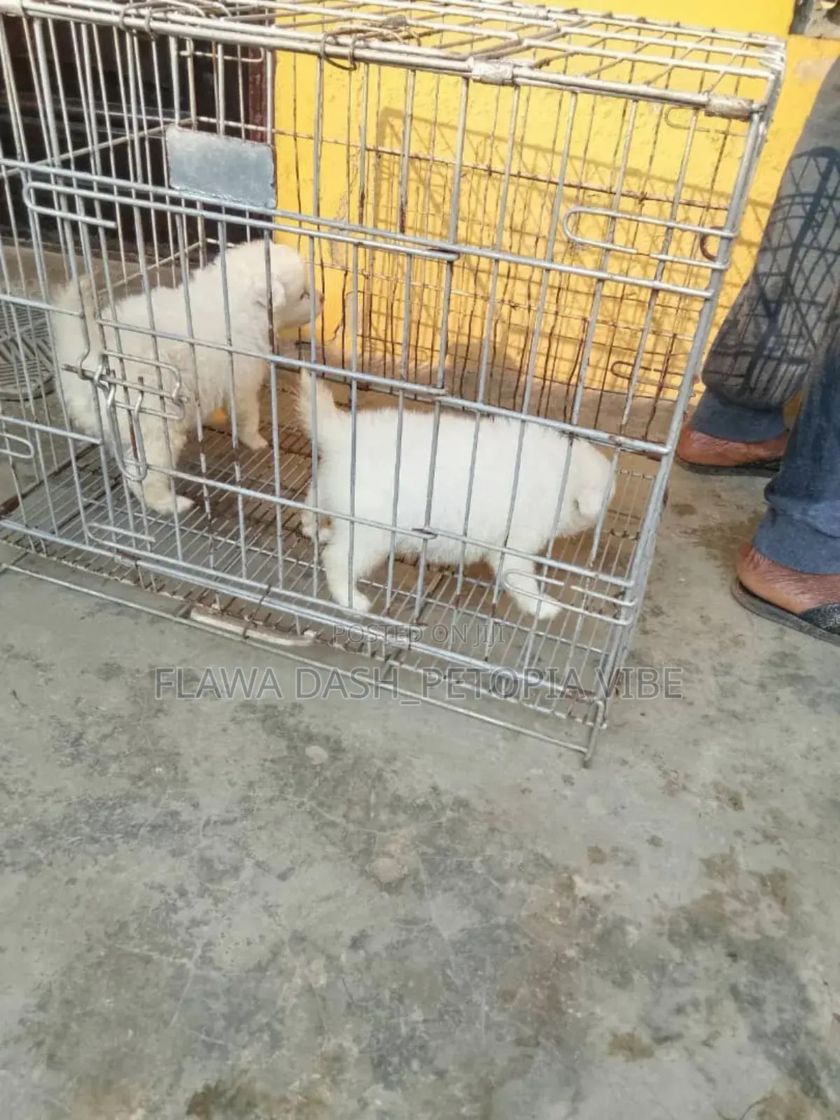 1-3 months Male Purebred American Eskimo