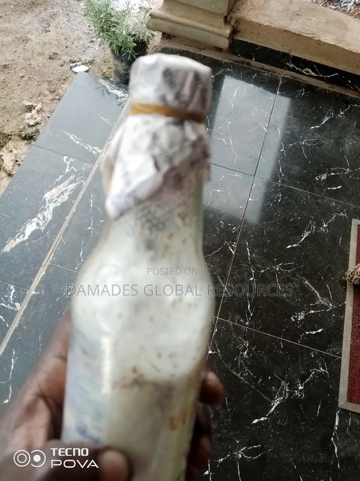 Oyster Mushroom(Spawn) Seeds