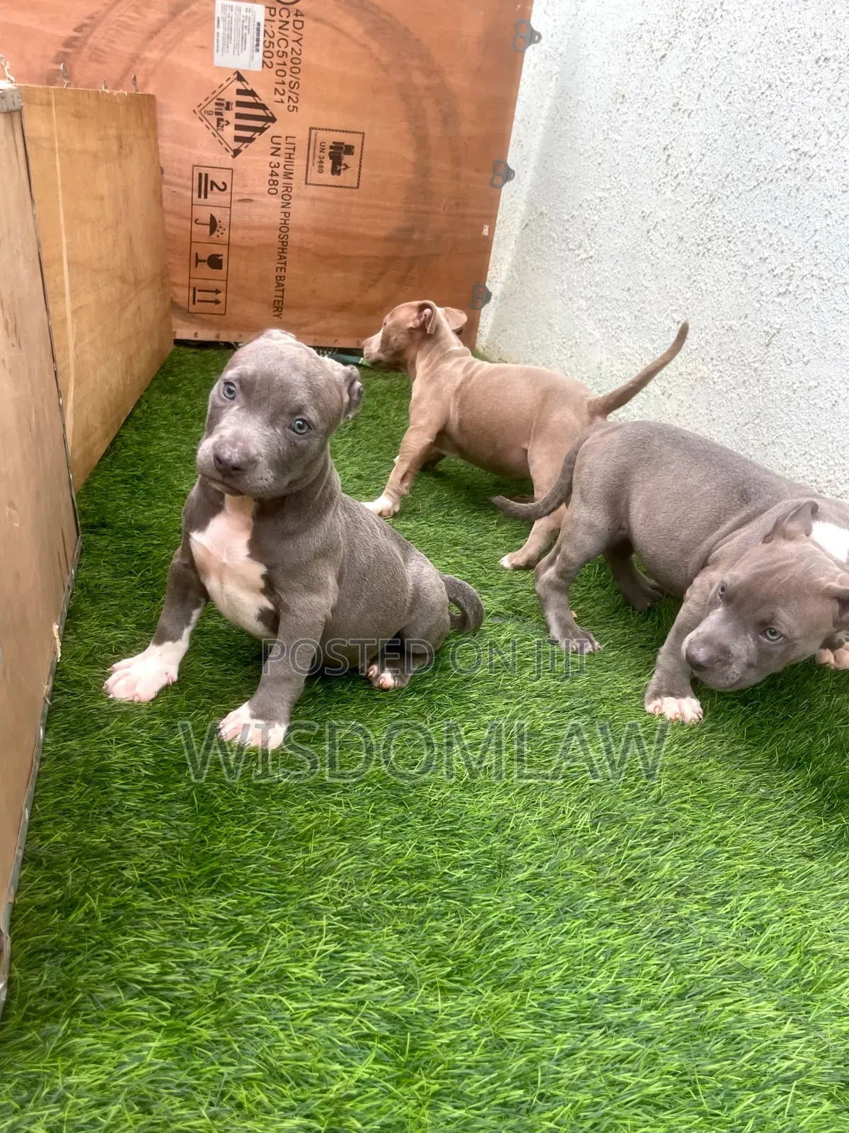 1-3 months Female Purebred American Bully