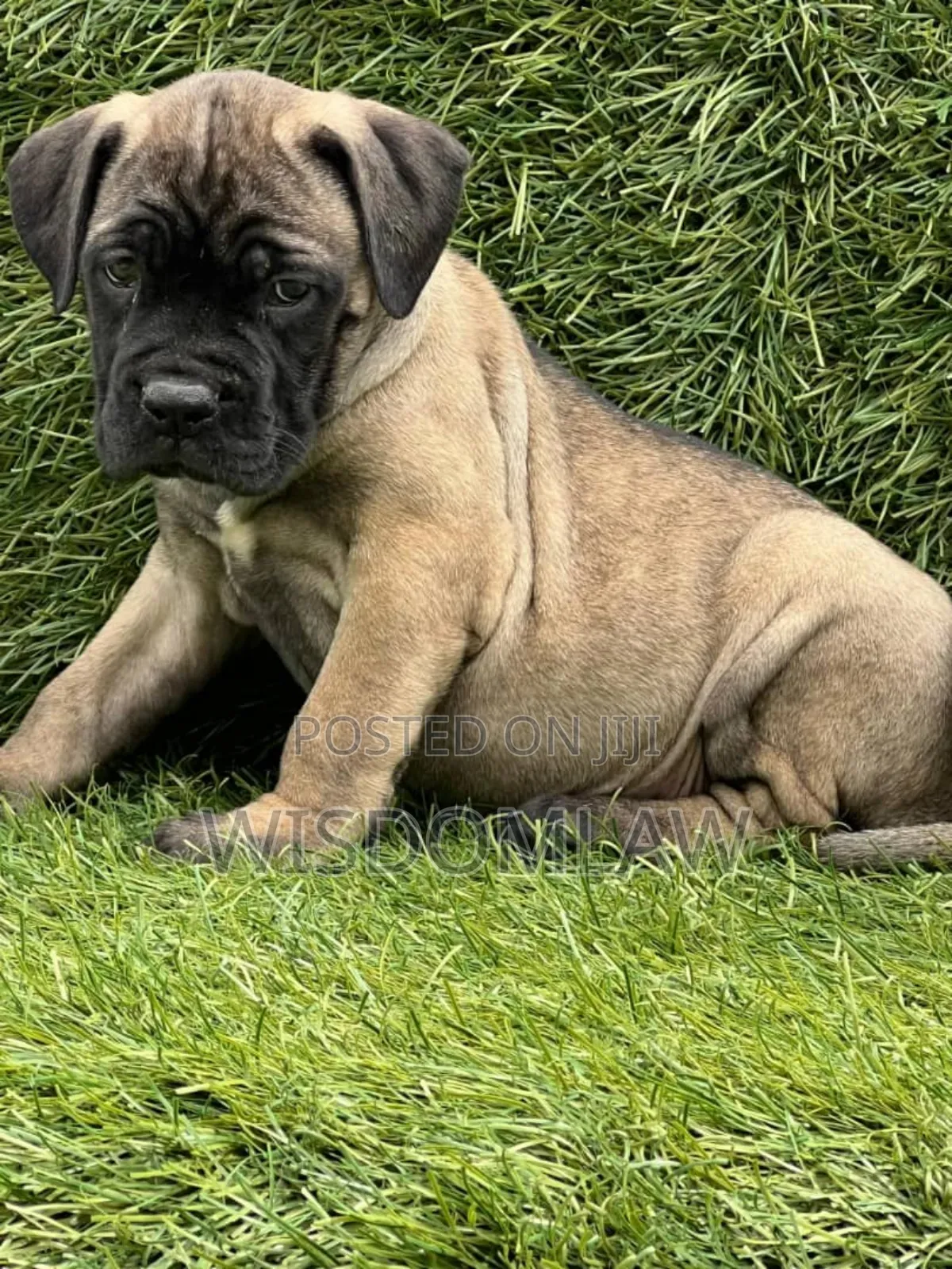 1-3 months Male Purebred Bullmastiff