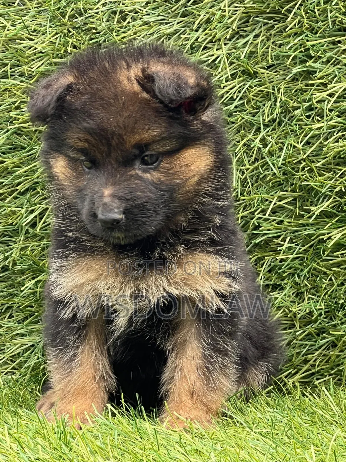 1-3 months Male Purebred German Shepherd