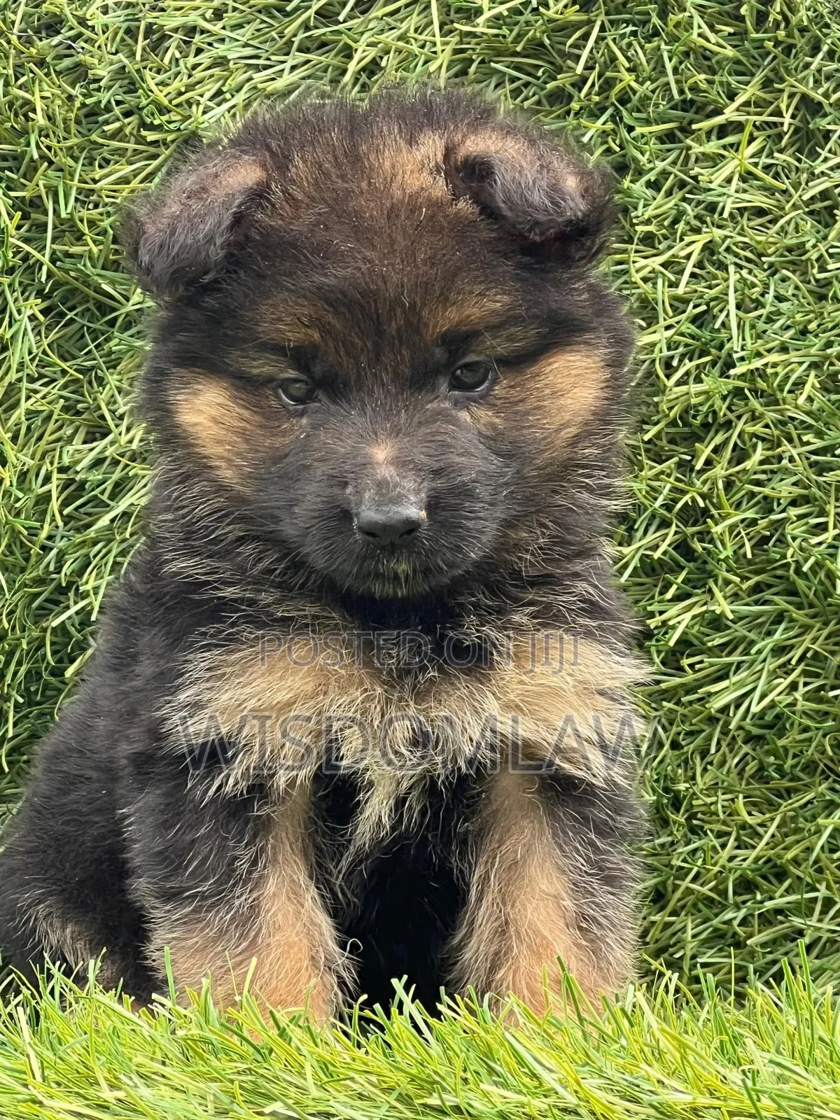 1-3 months Female Purebred German Shepherd