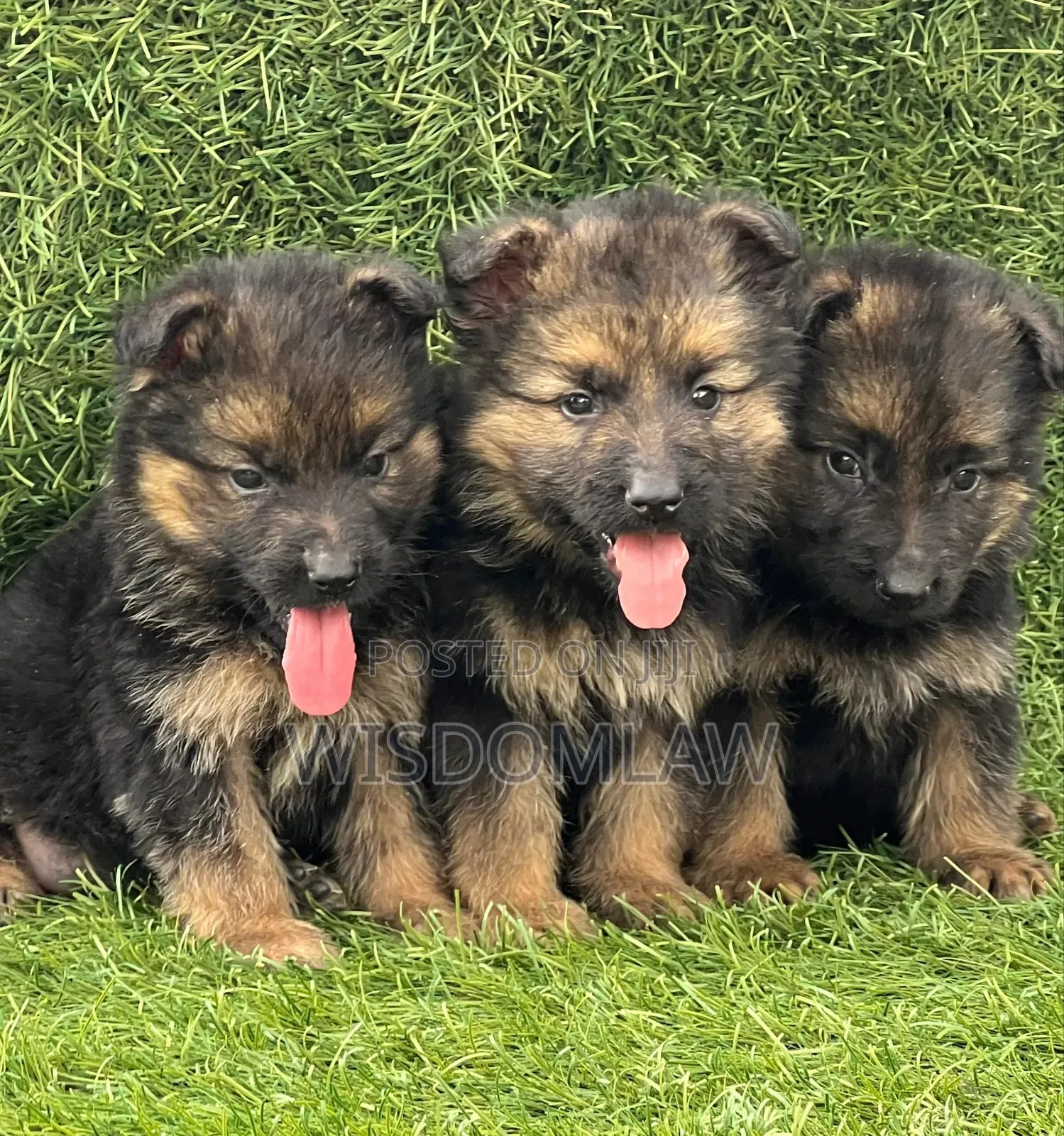 1-3 months Female Purebred German Shepherd