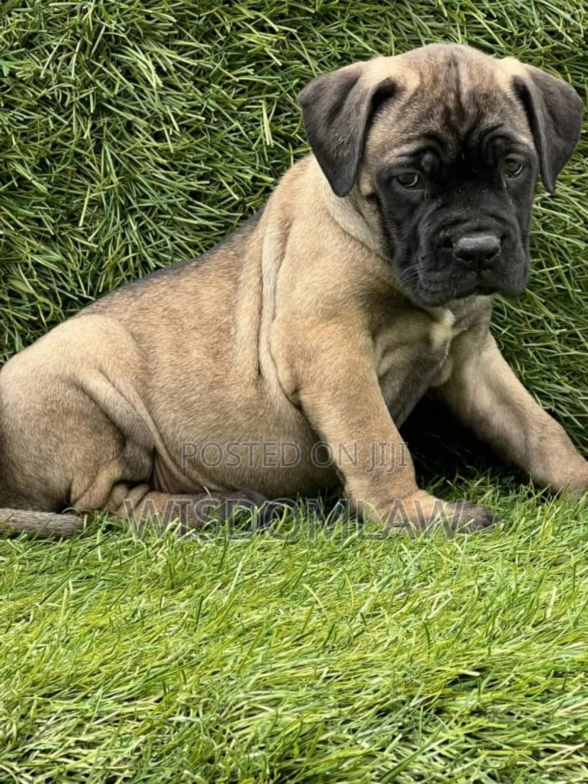 1-3 months Male Purebred Bullmastiff