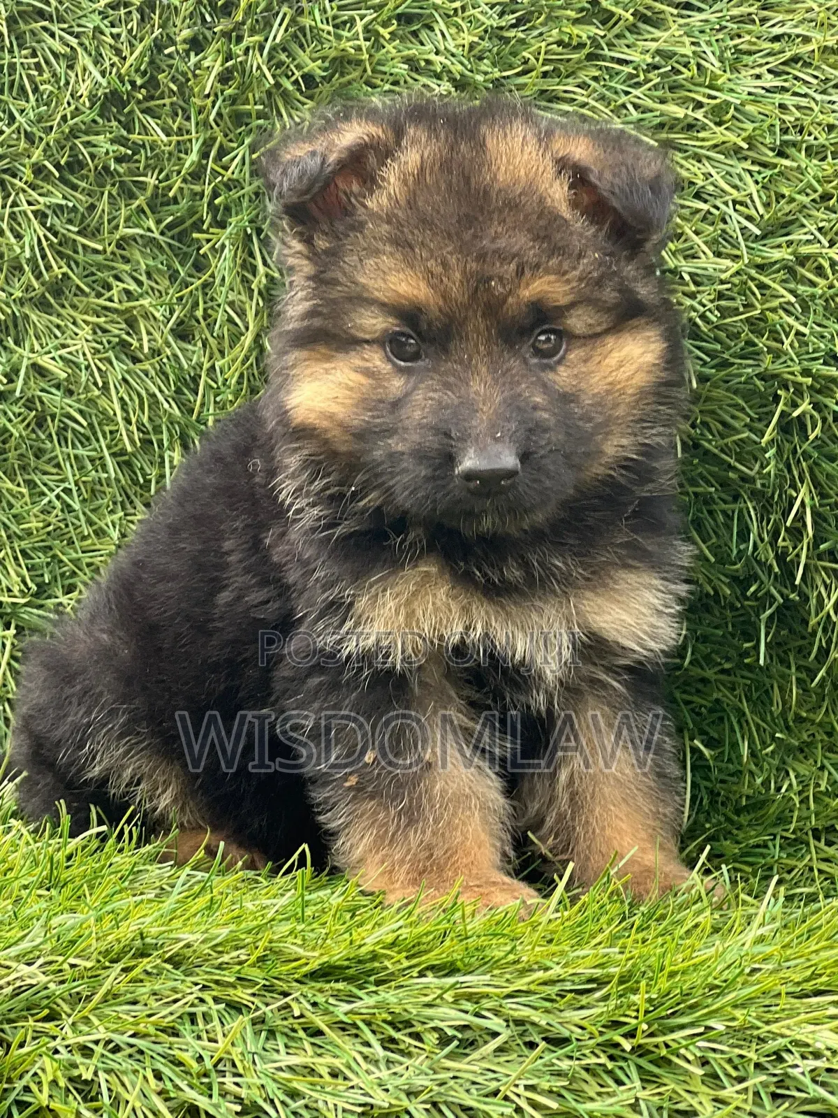 1-3 months Male Purebred German Shepherd