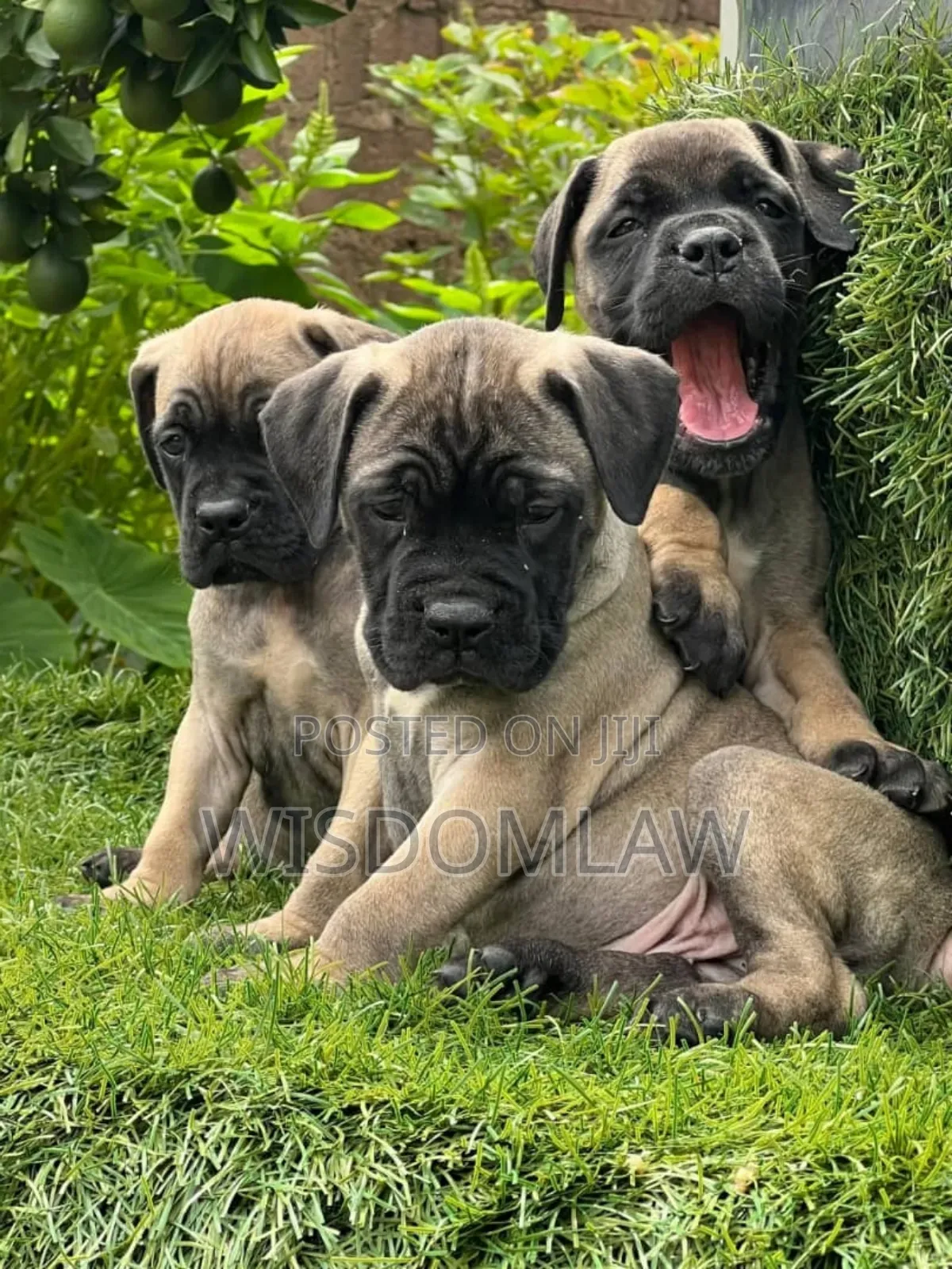 1-3 months Male Purebred Bullmastiff