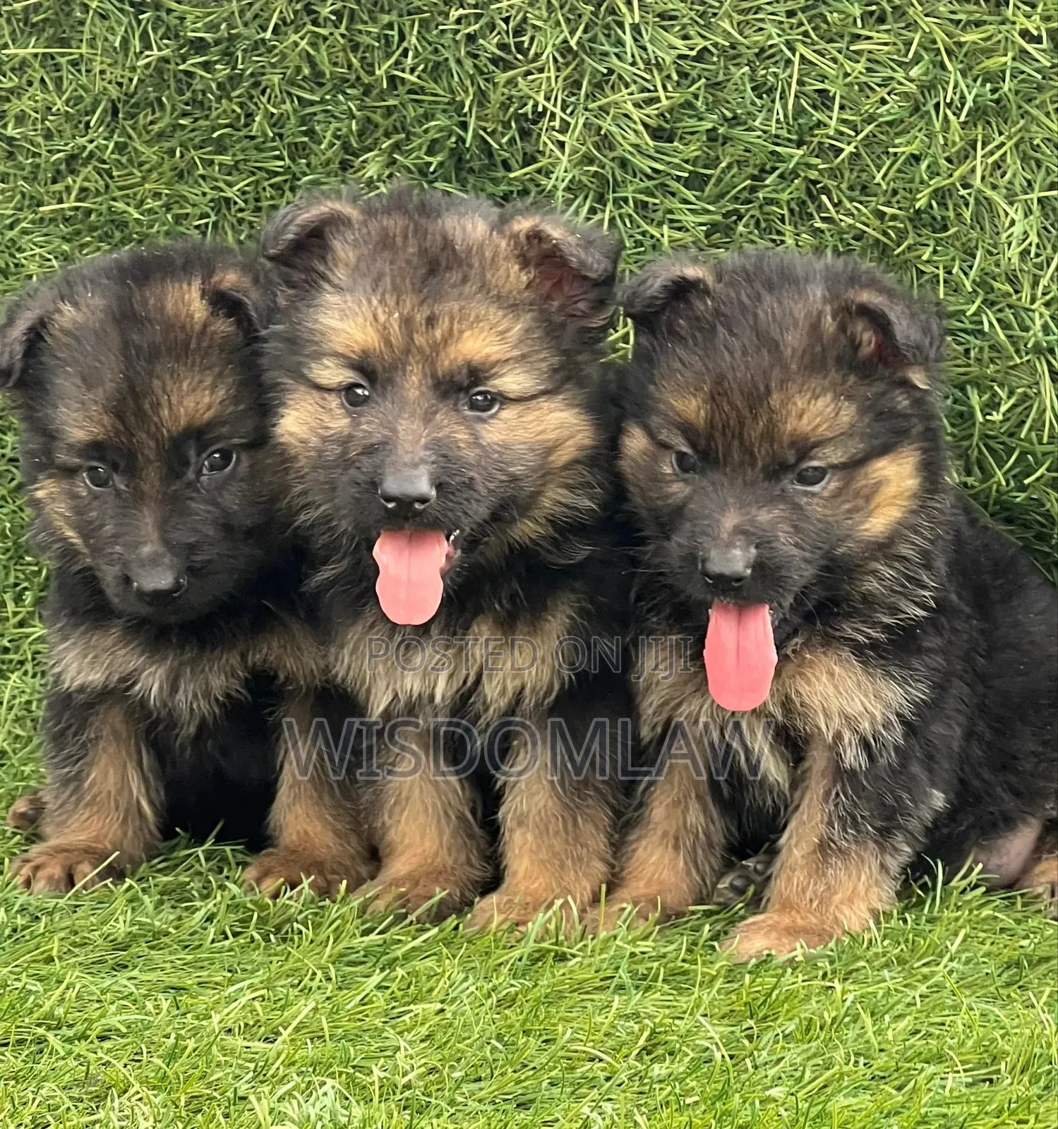 1-3 months Female Purebred German Shepherd