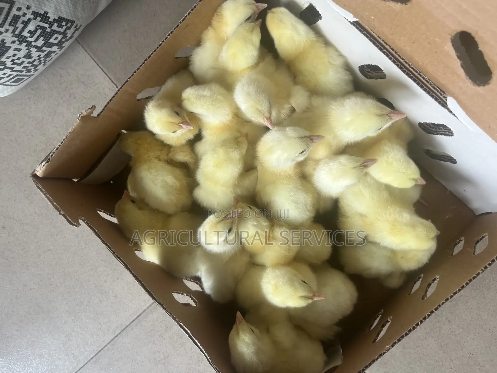 Day Old Chicks
