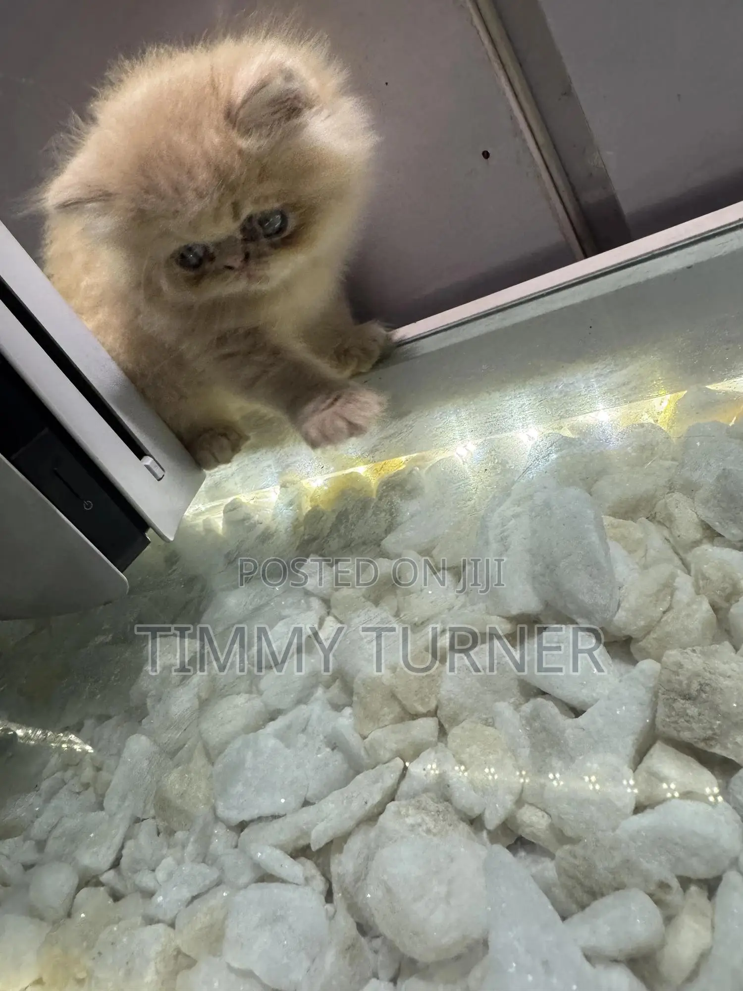 1-3 months Male Purebred Persian