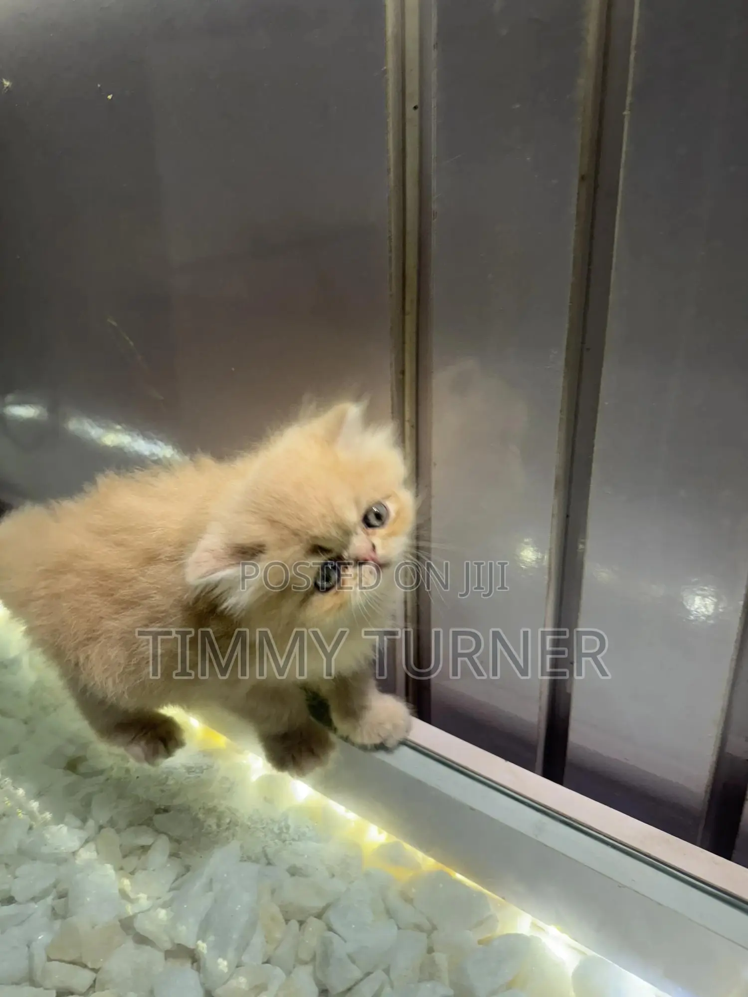 1-3 months Male Purebred Persian