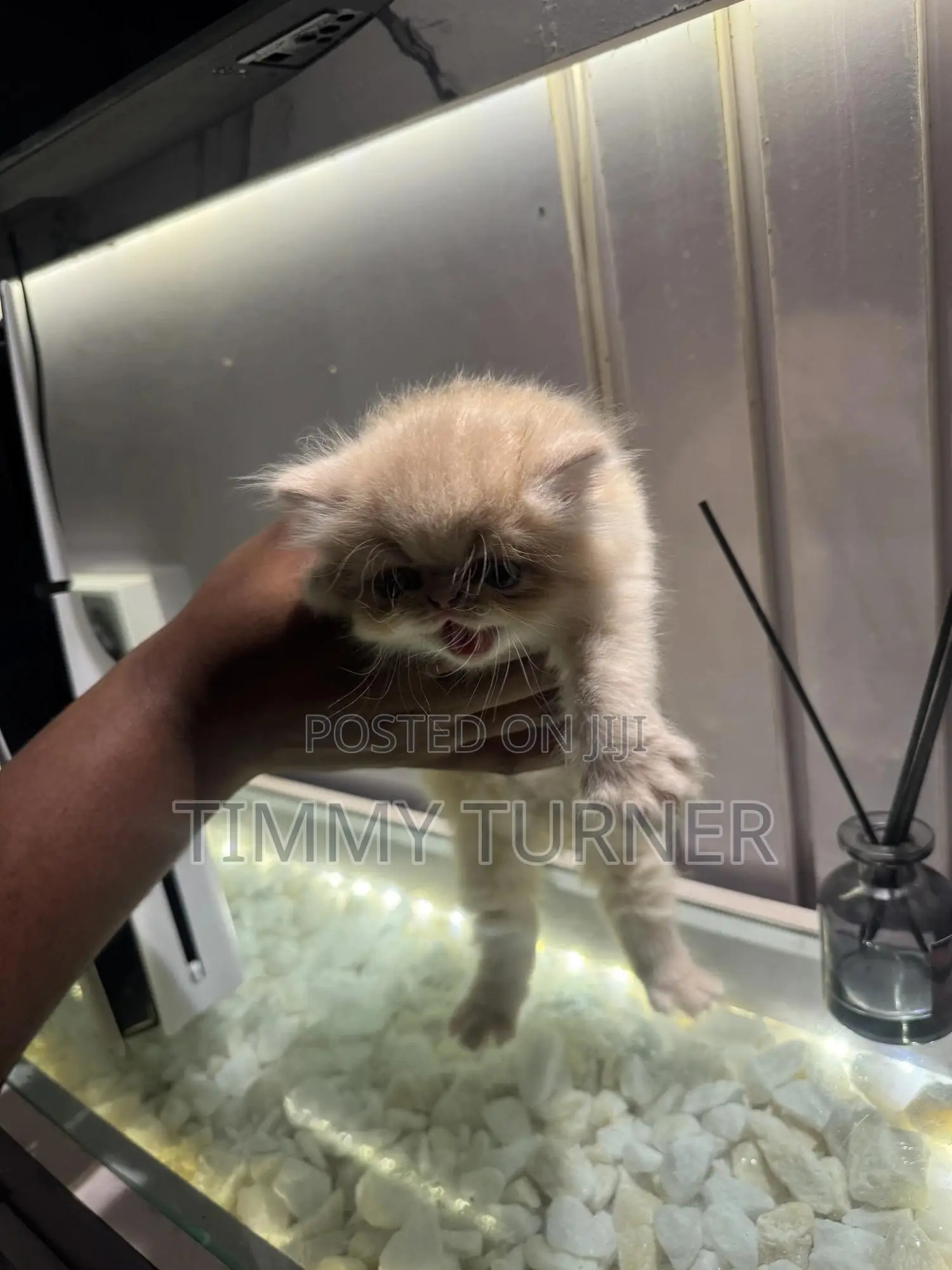 1-3 months Male Purebred Persian