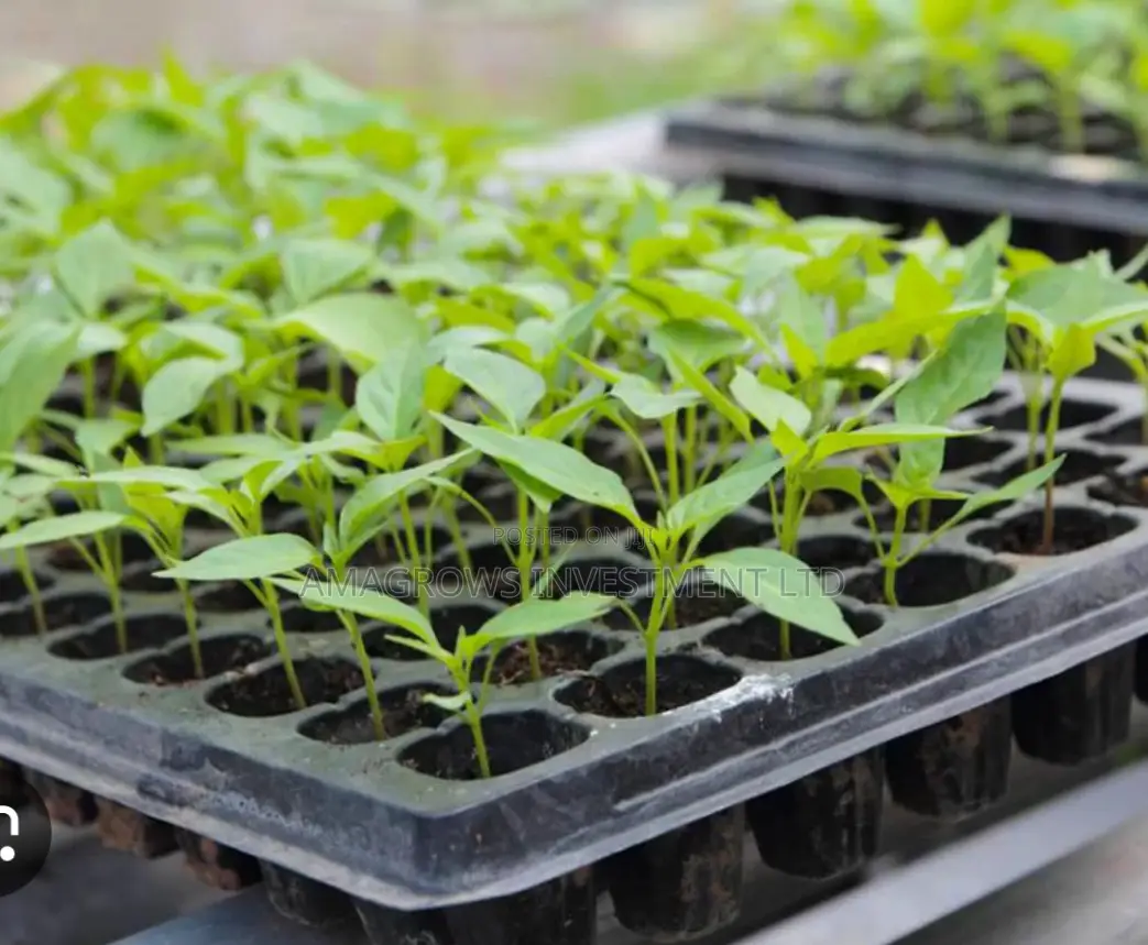 Amatropics Nursery Seedling Tray( 128 Cells by 1.5mm)