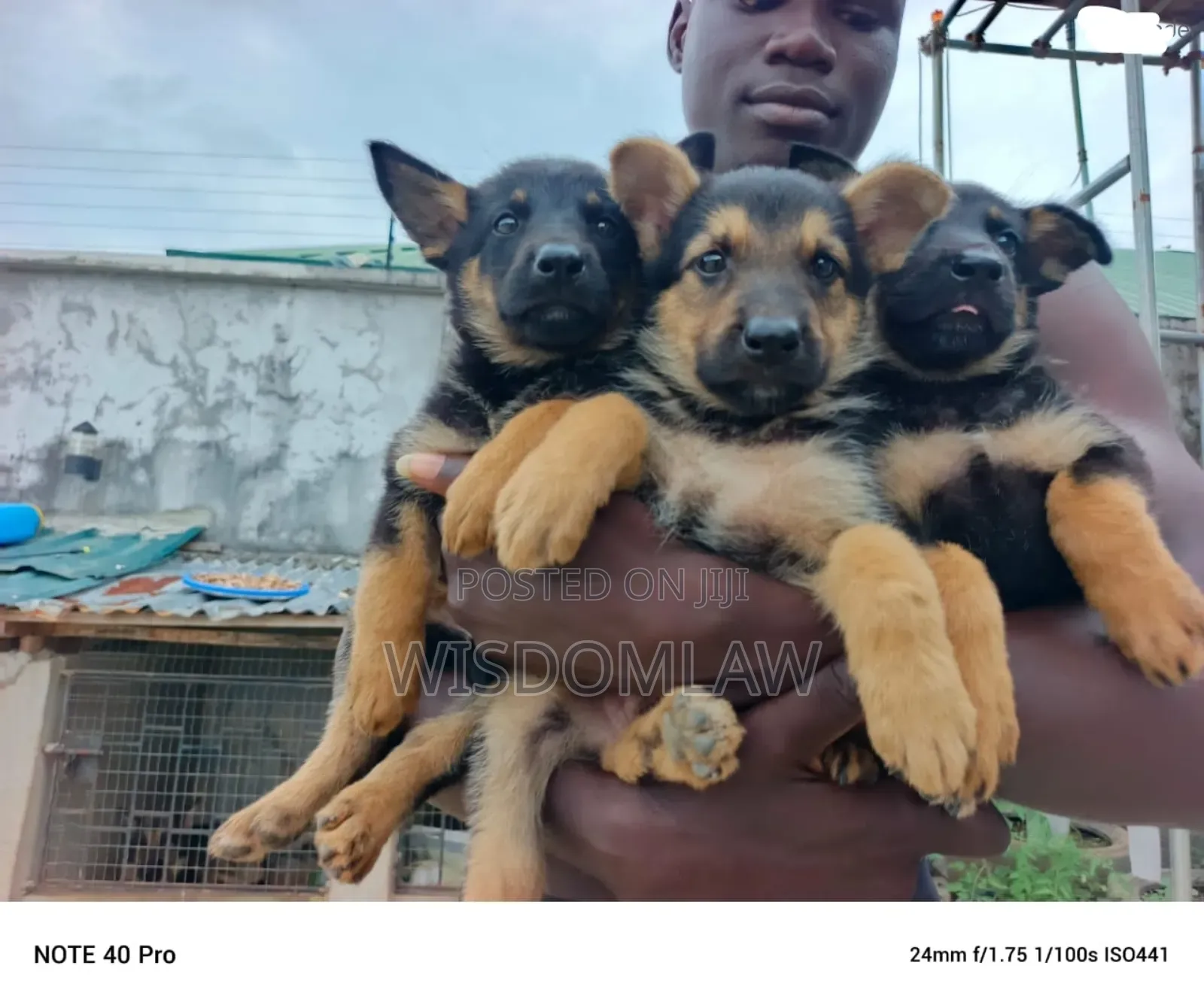 1-3 months Male Purebred German Shepherd