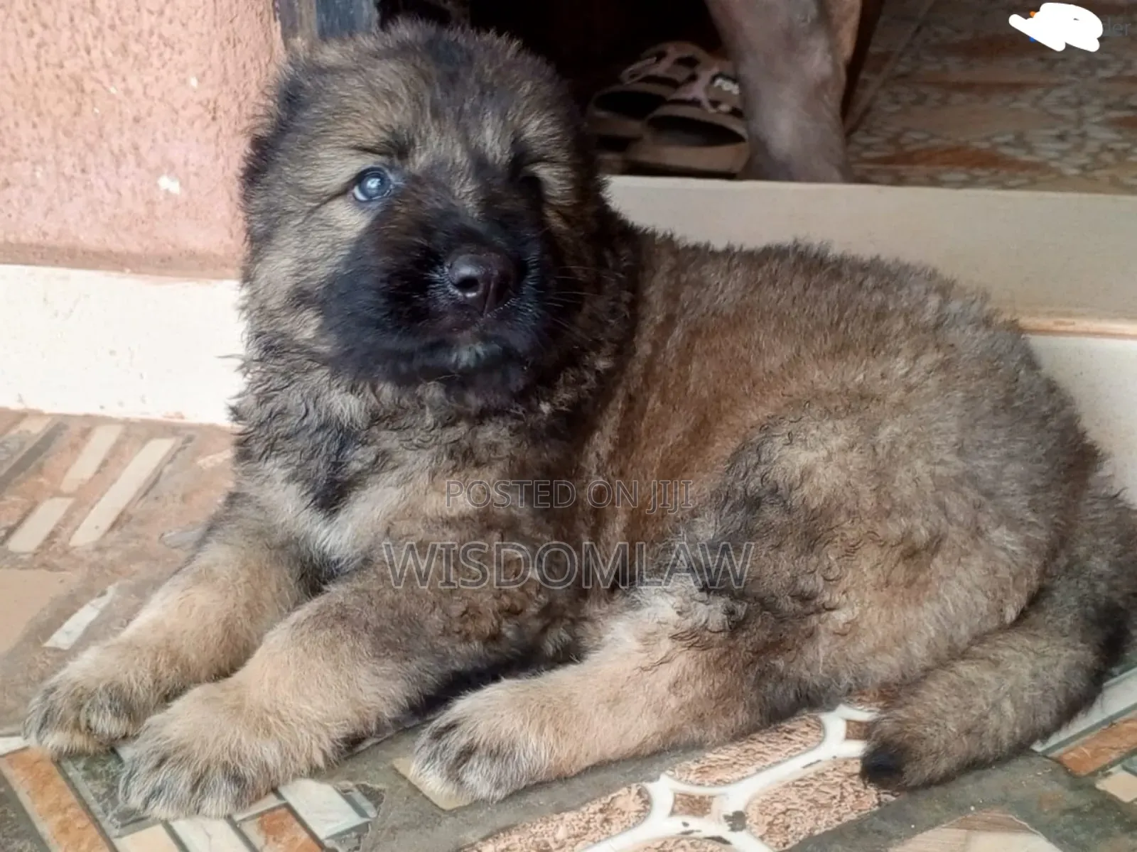 1-3 months Female Purebred Caucasian Shepherd
