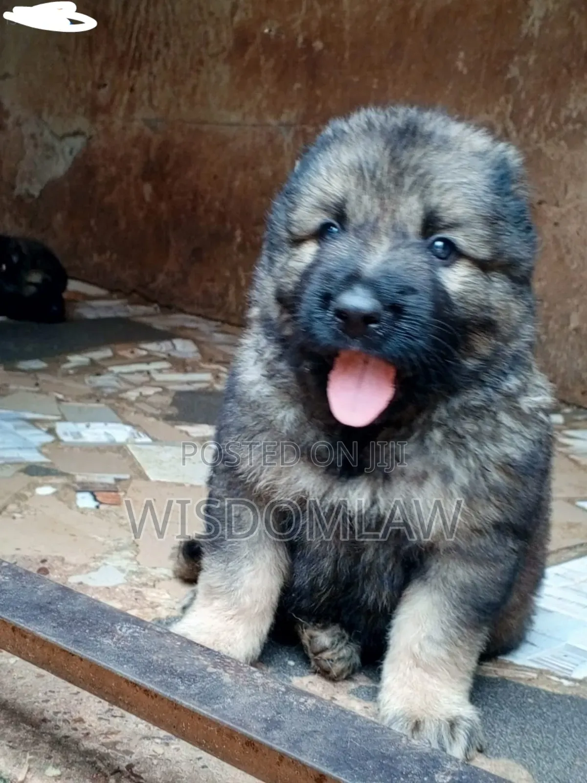 1-3 months Male Purebred Caucasian Shepherd