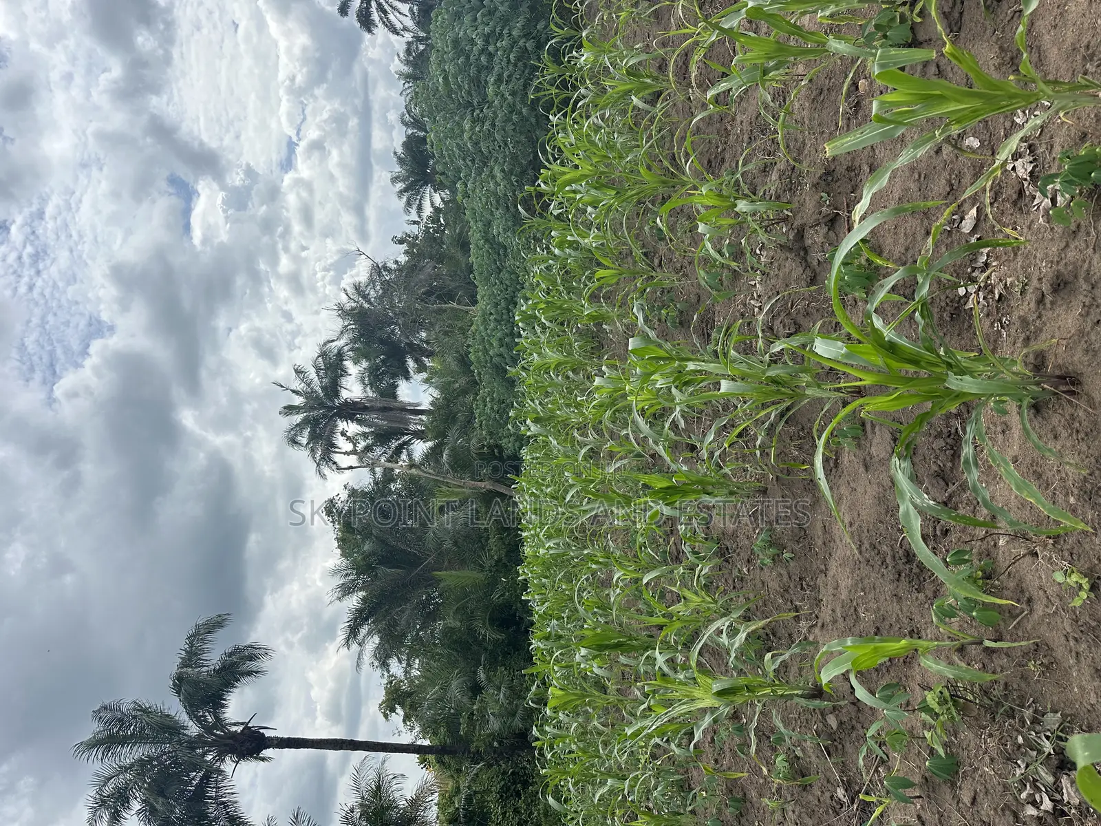 7000 Acres of Land at Ijio Meso Iwajowa Local Government
