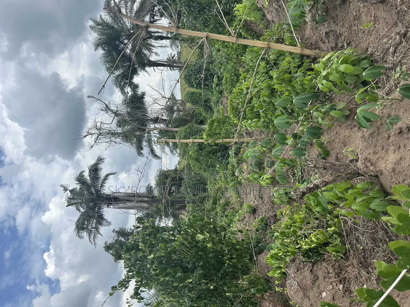 7000 Acres of Land at Ijio Meso Iwajowa Local Government